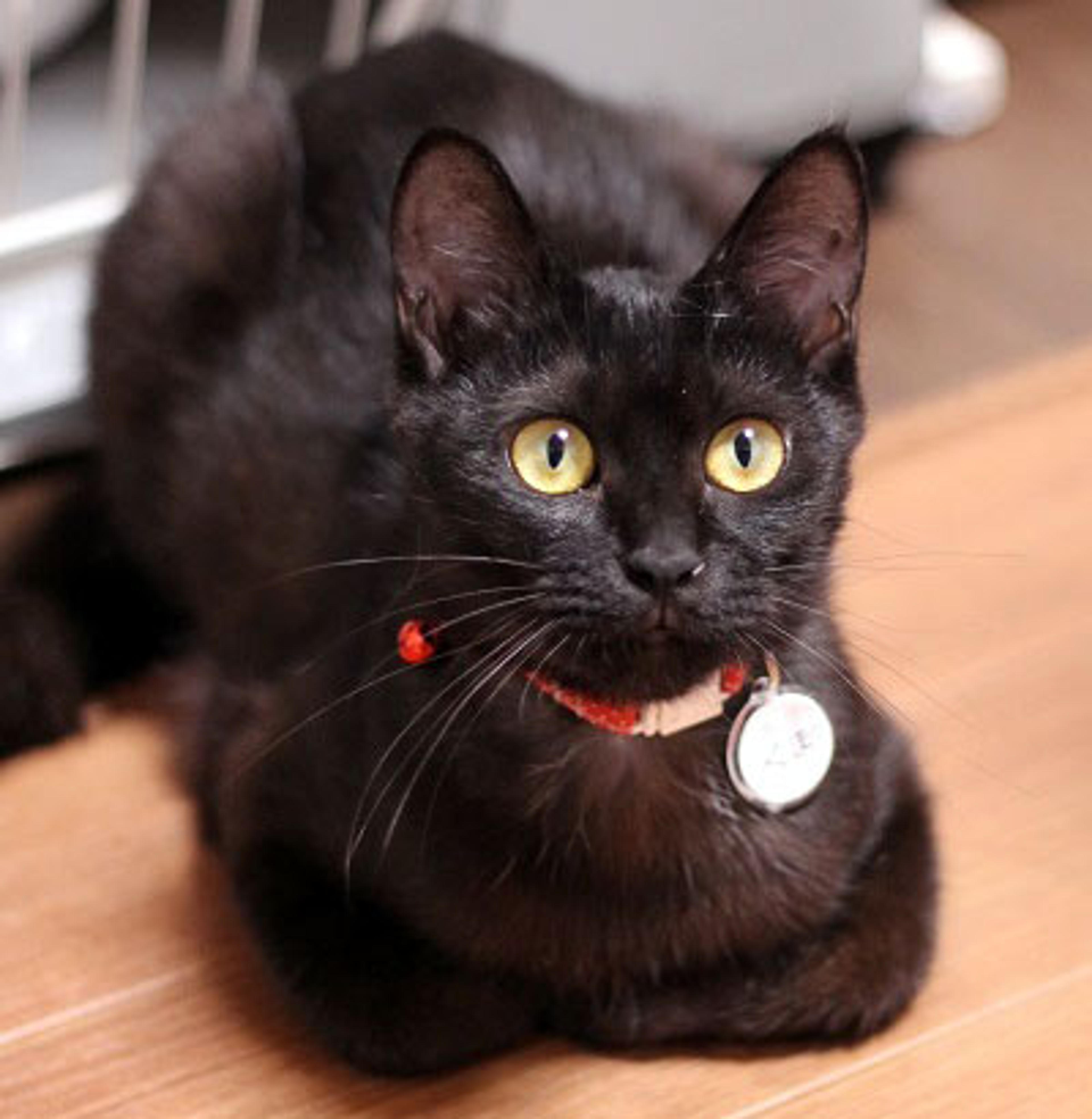 pet-image-2