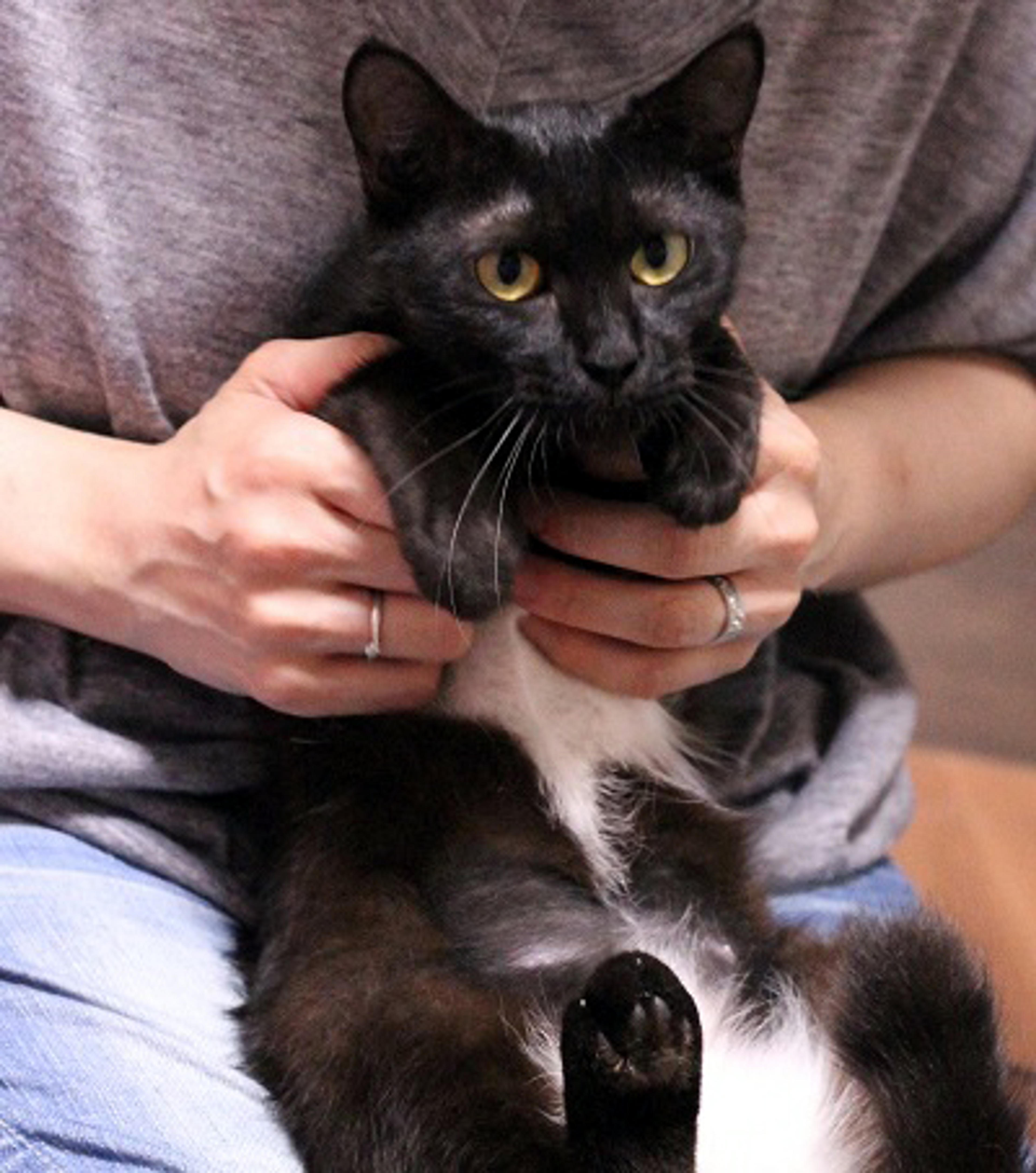 pet-image-3