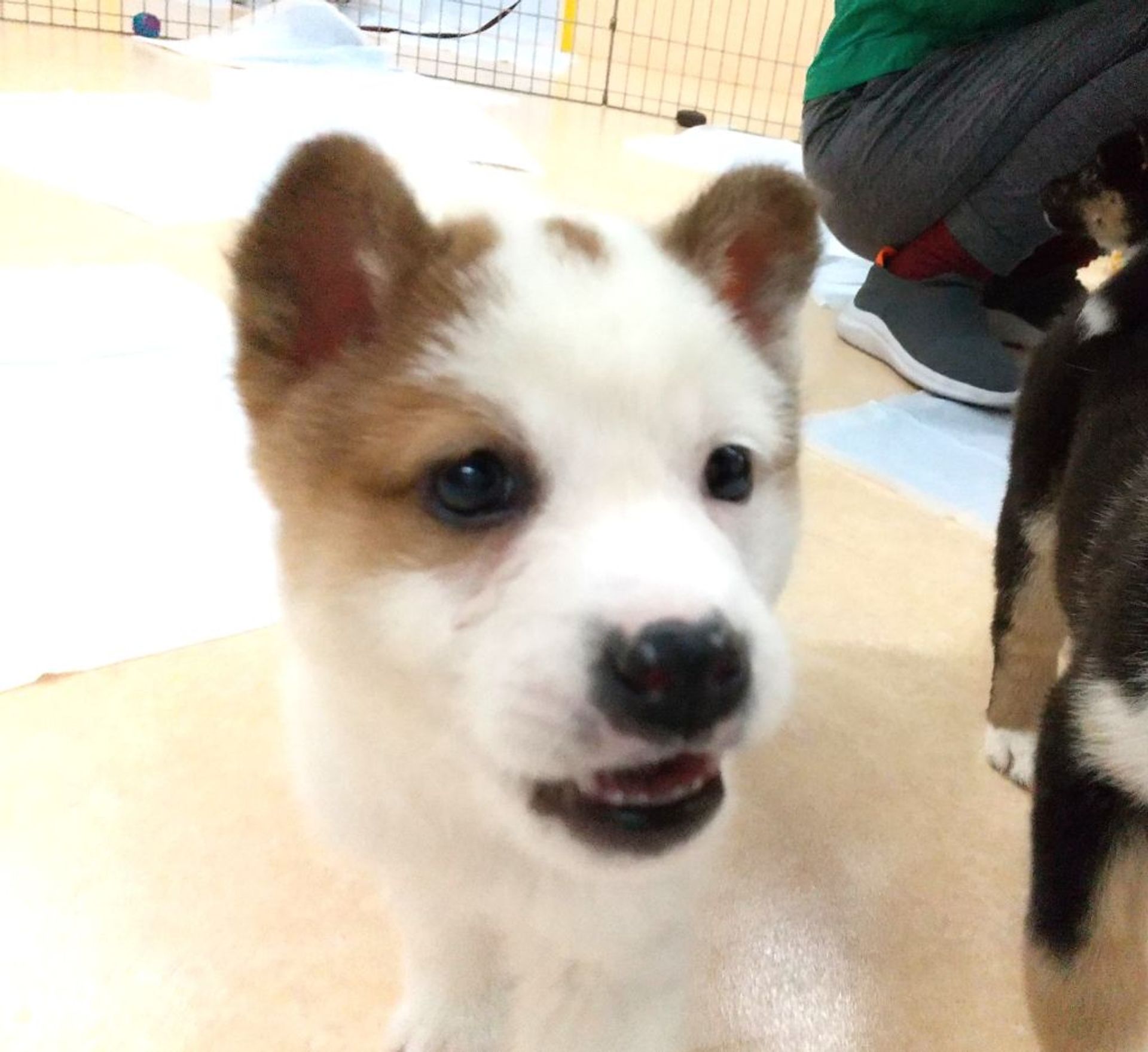 雑種（ミックス犬）・オスの里親募集の写真