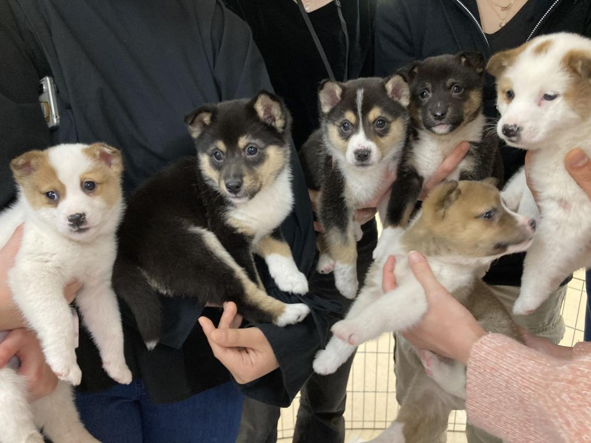 pet-image-3