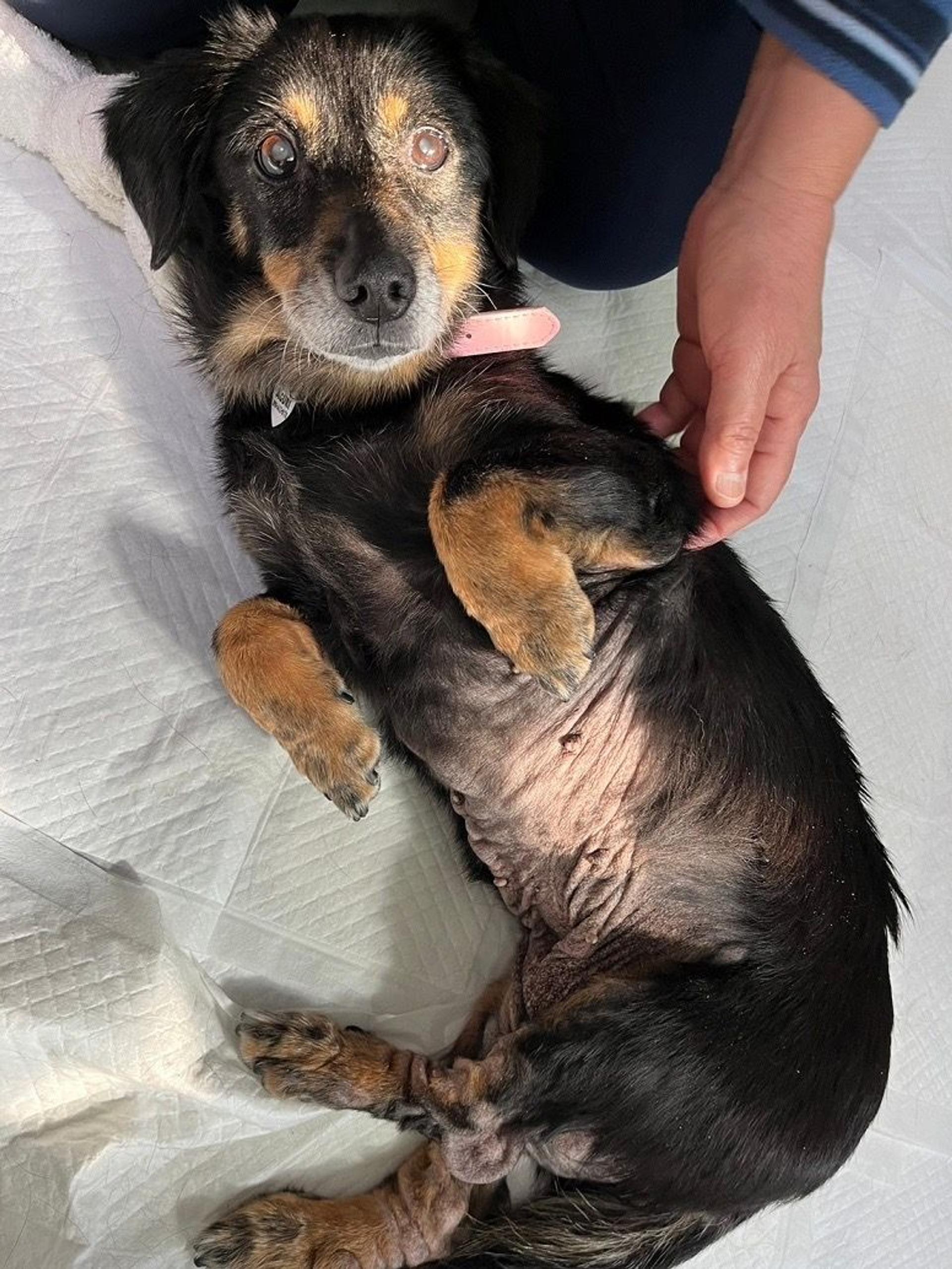 pet-image-3