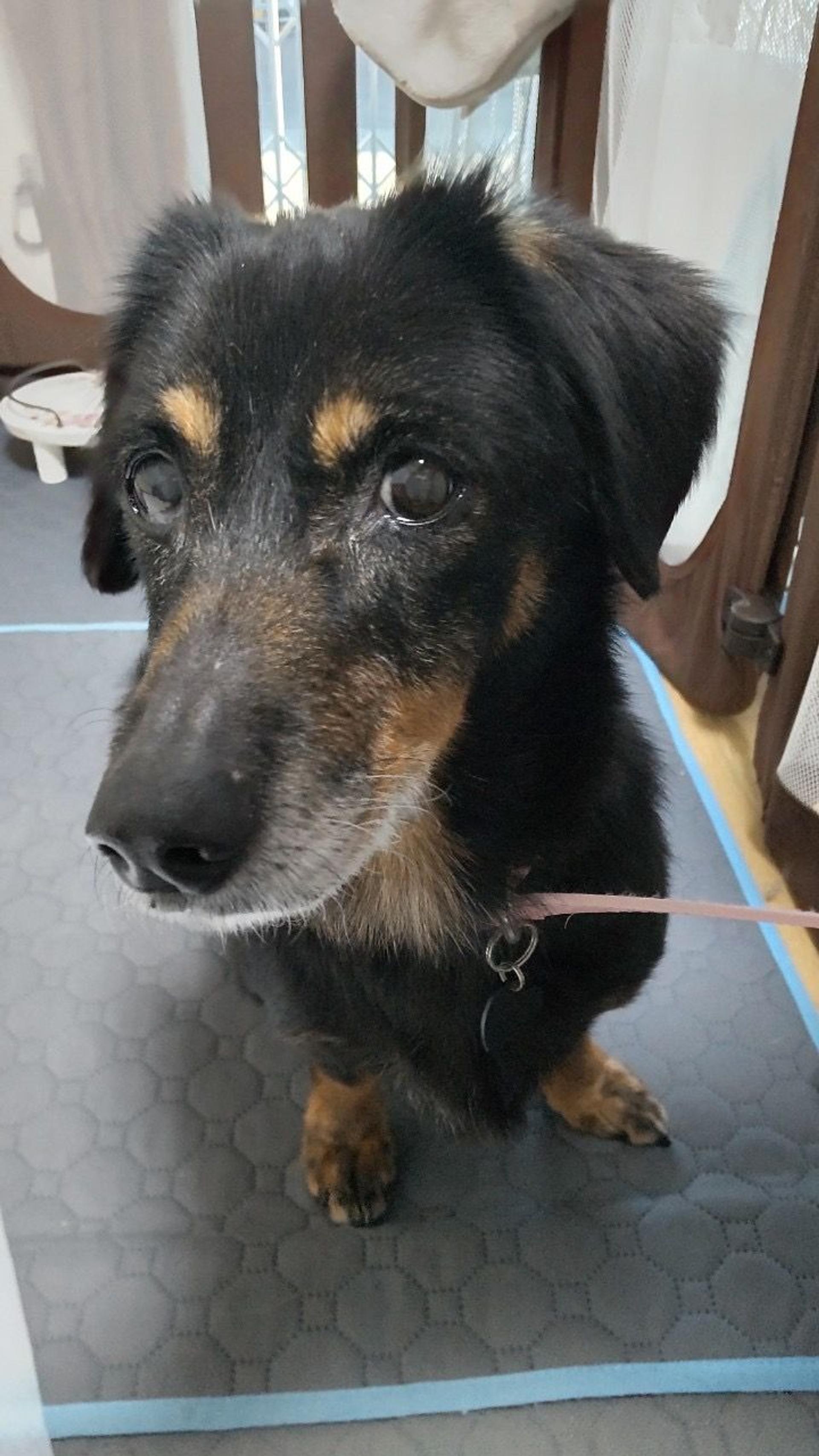 pet-image-6