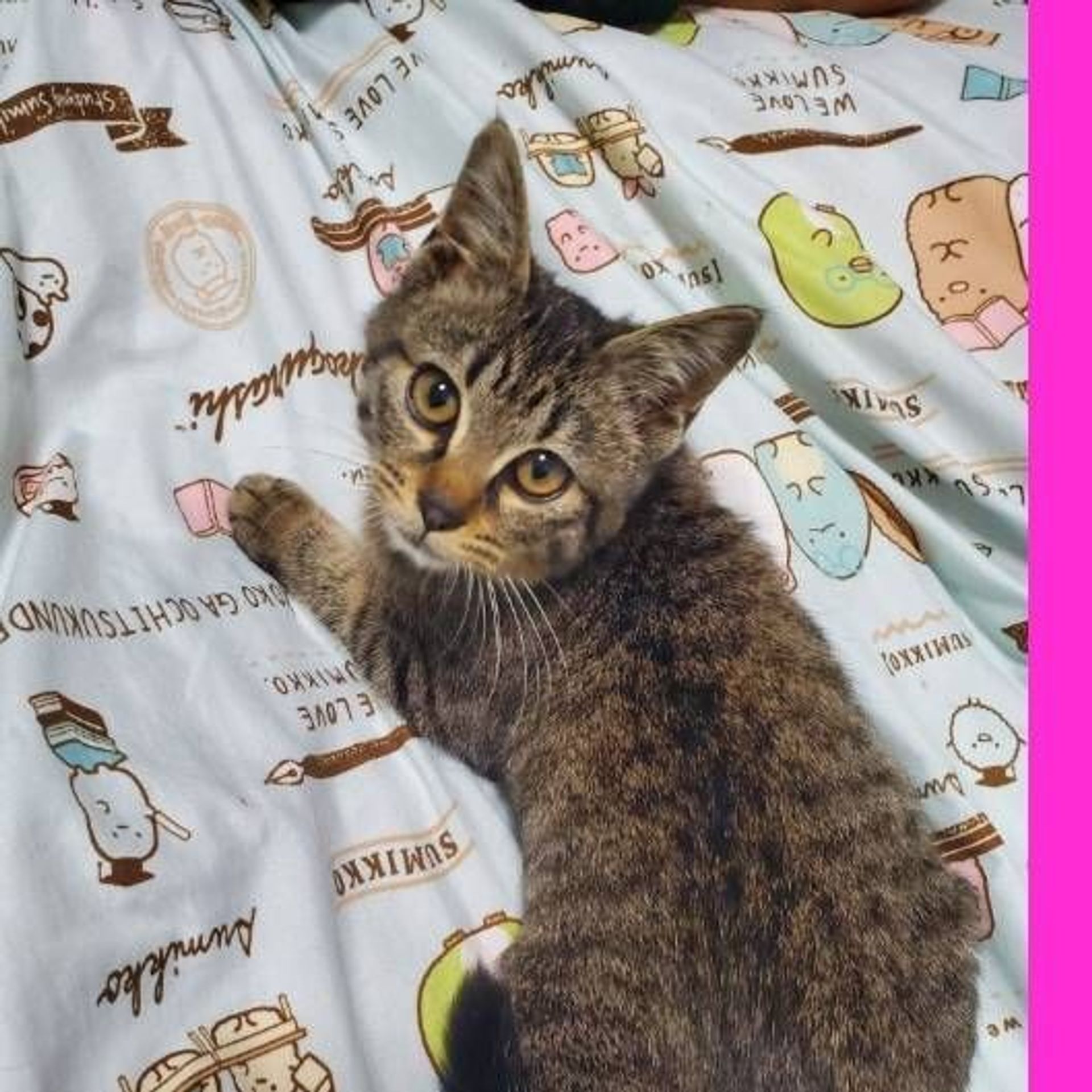 雑種（ミックス猫）・メスの里親募集の写真