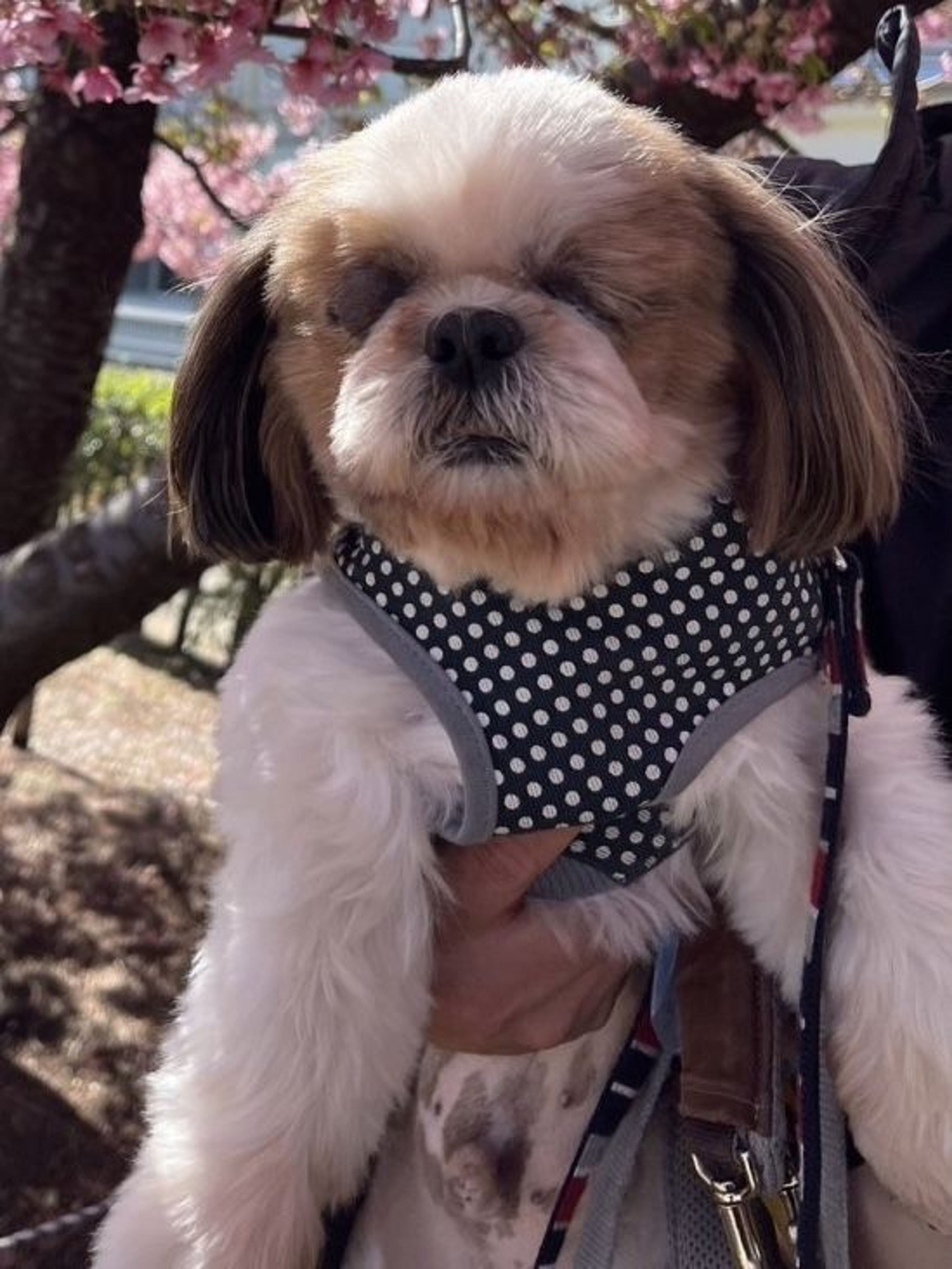 pet-image-2