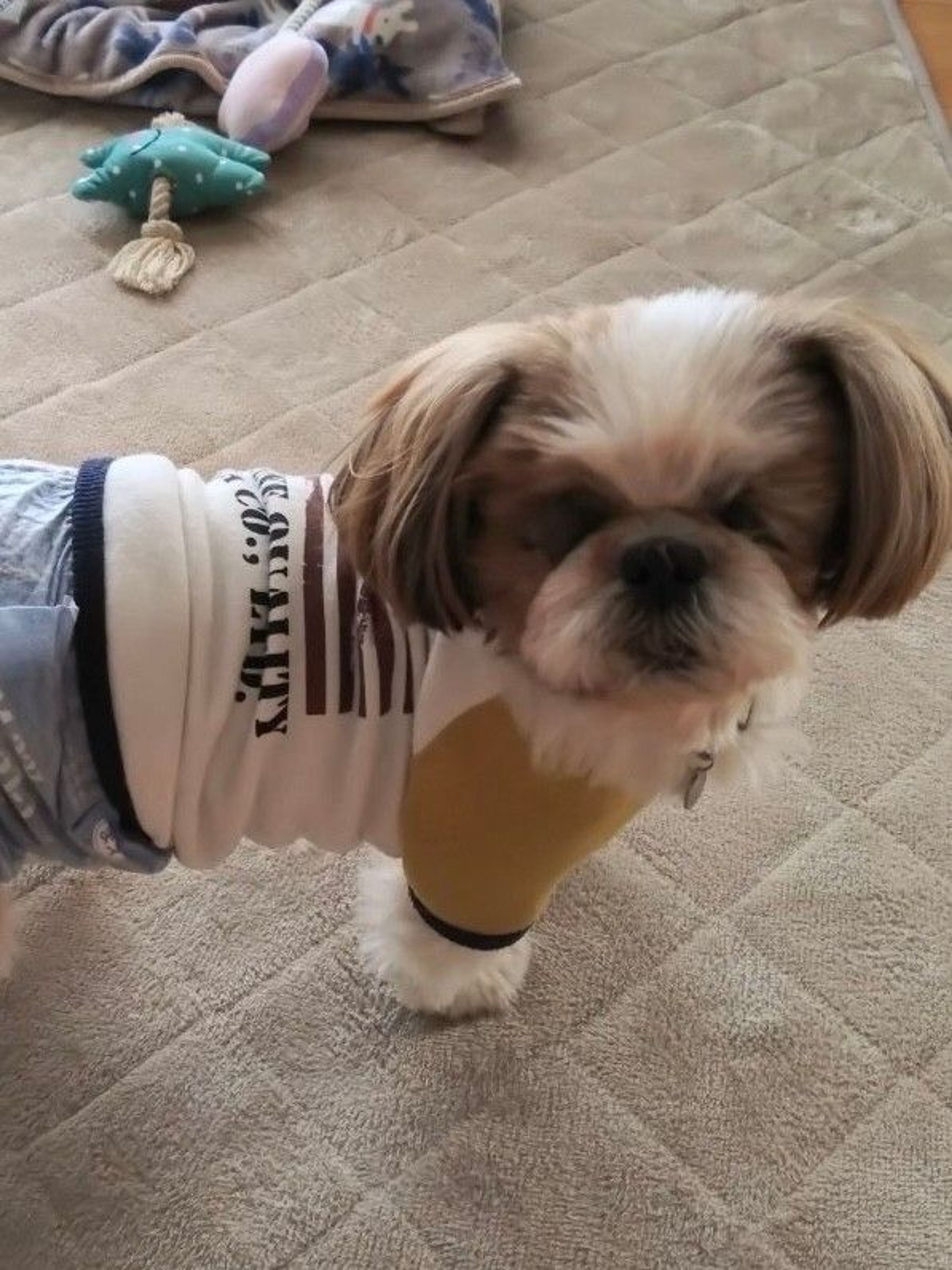 pet-image-3