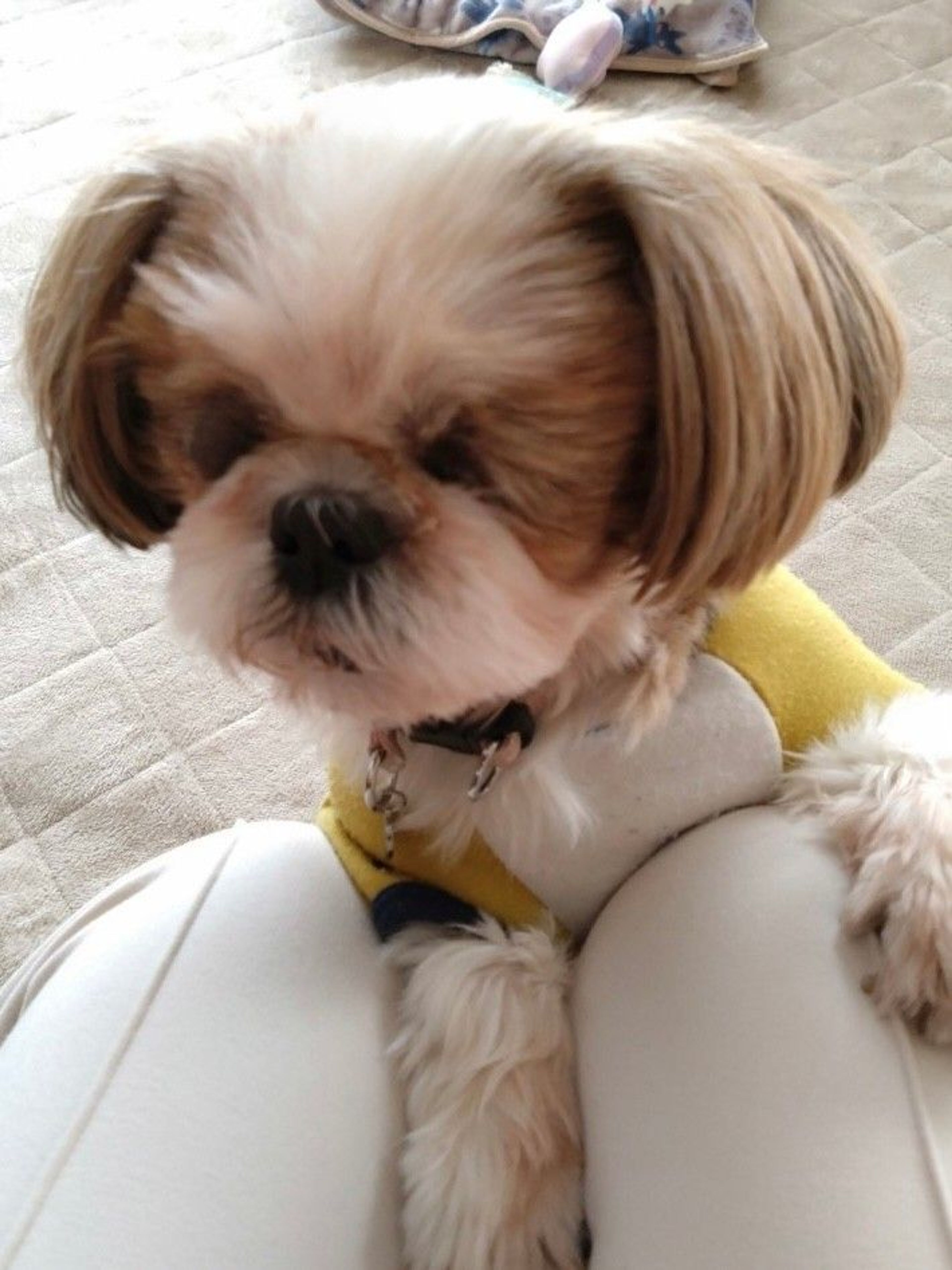 pet-image-4