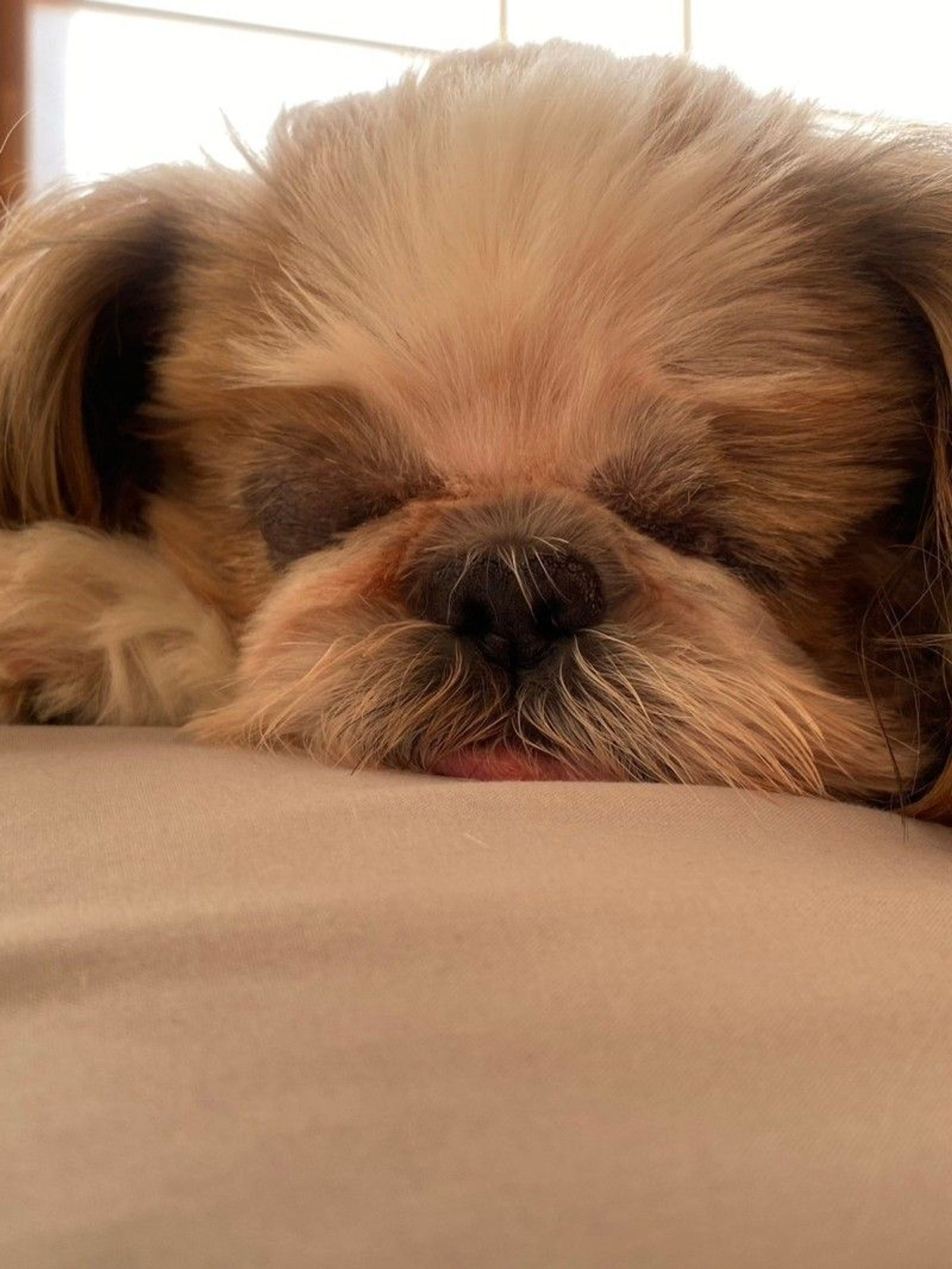 pet-image-5