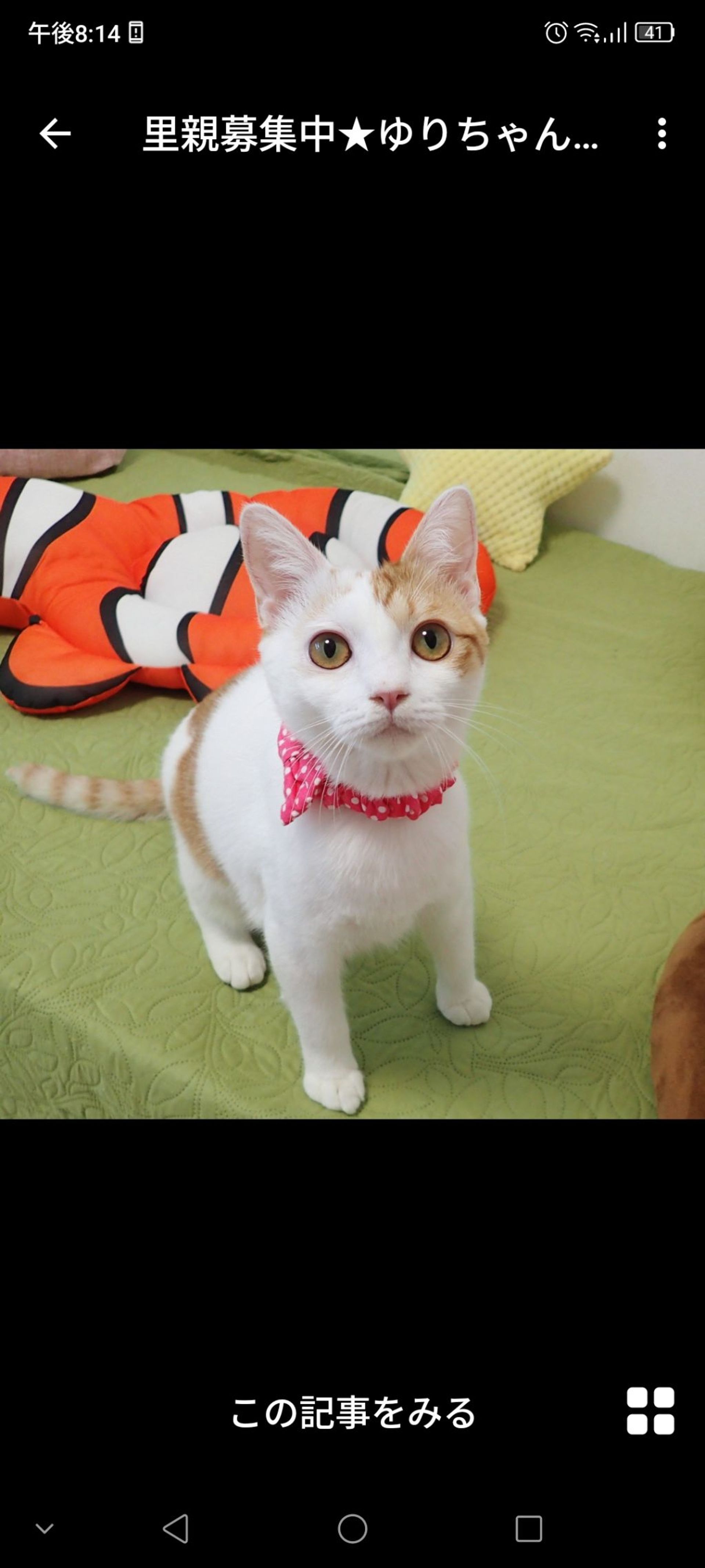 雑種（ミックス猫）・メスの里親募集の写真