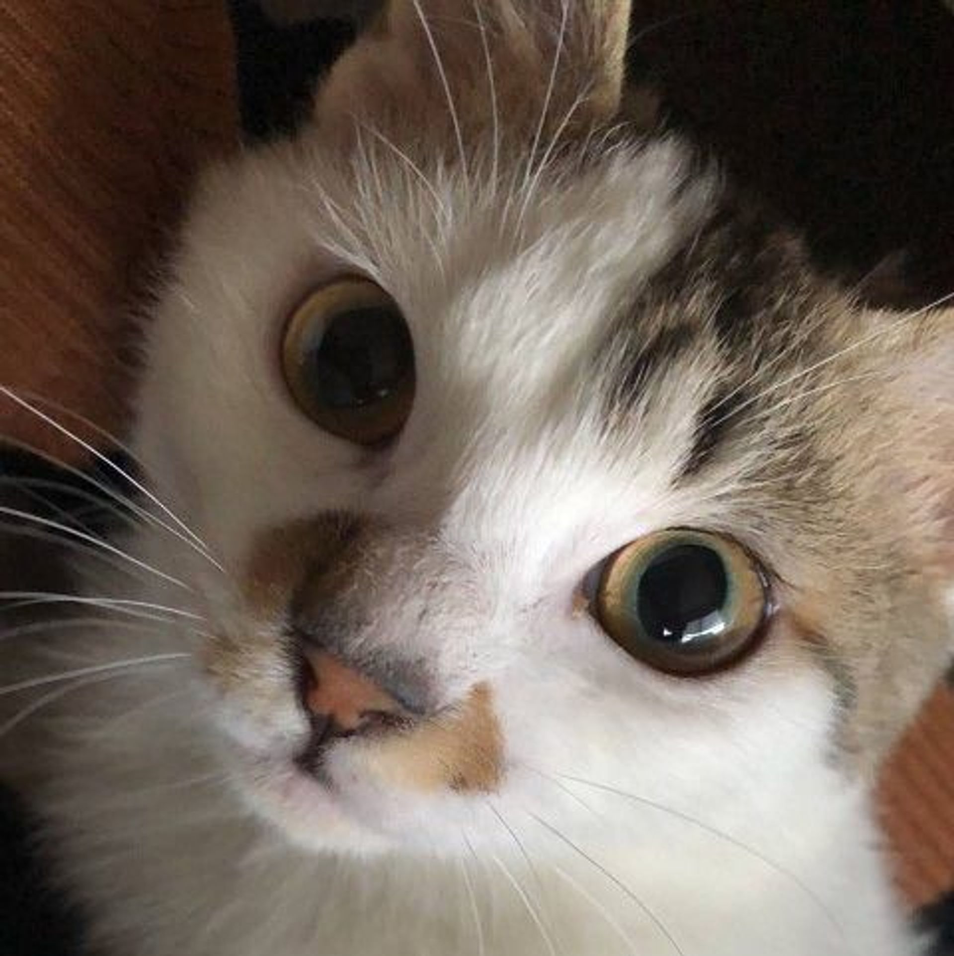 雑種（ミックス猫）・オスの里親募集の写真