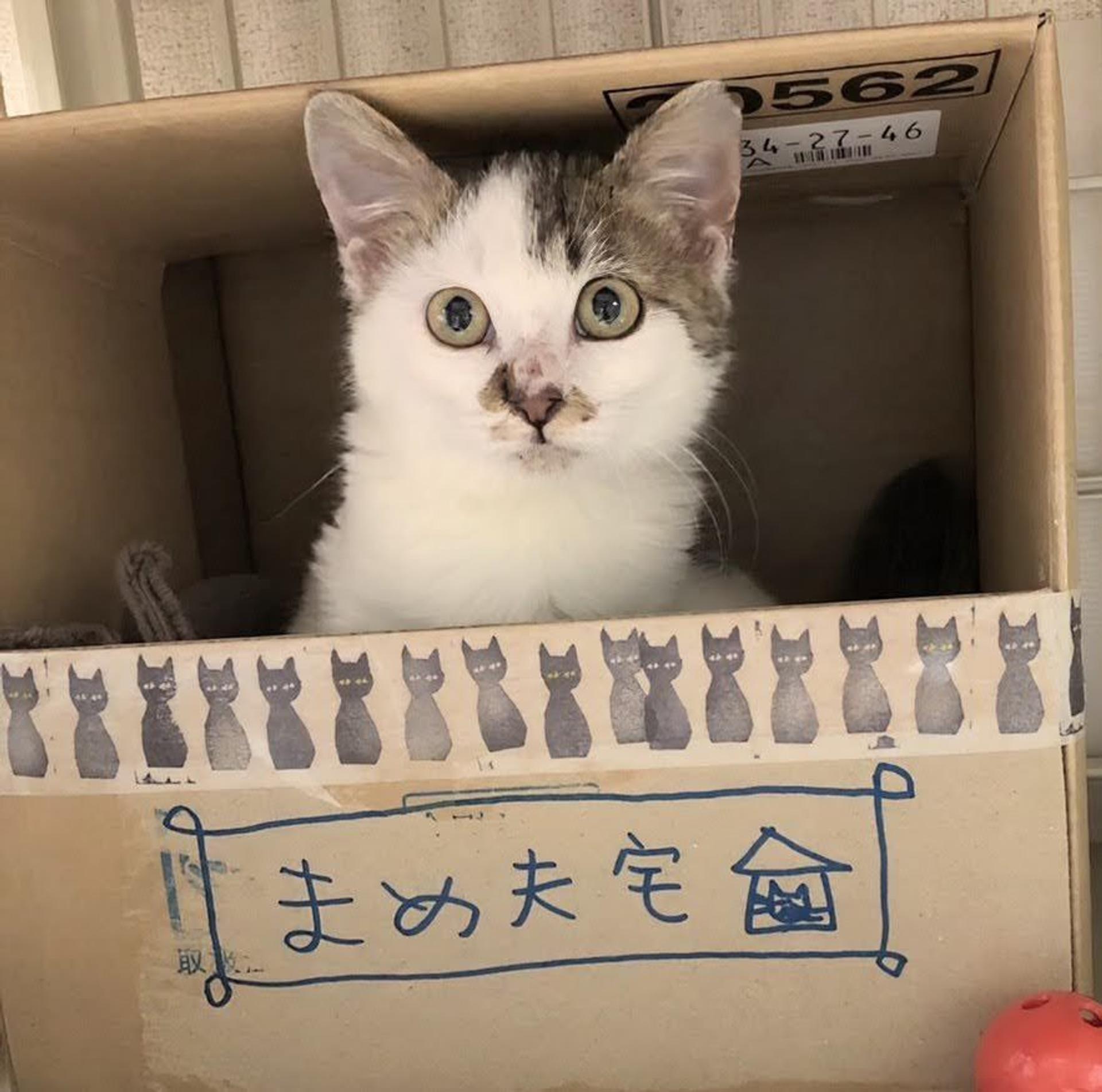 pet-image-2