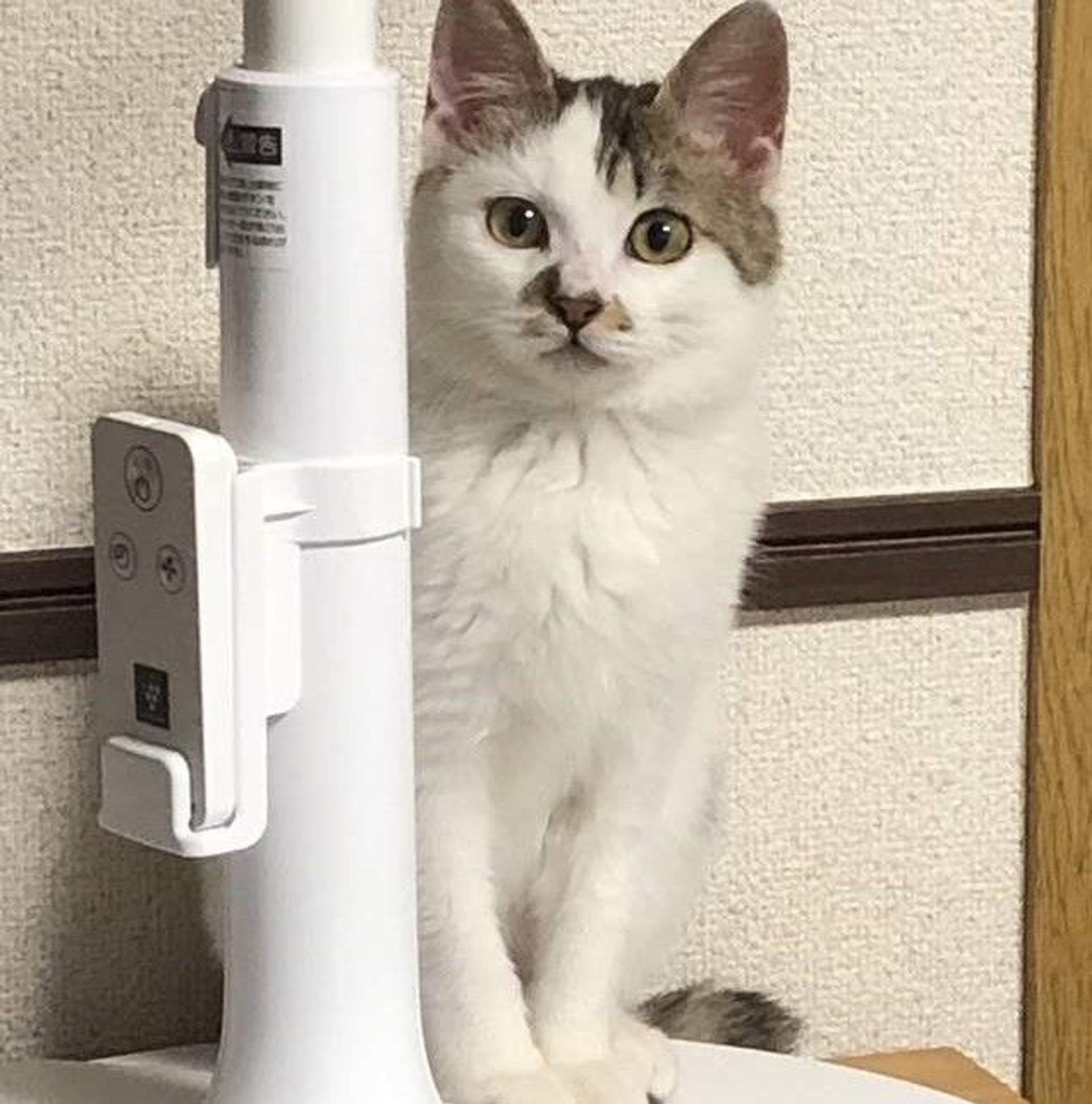 pet-image-3