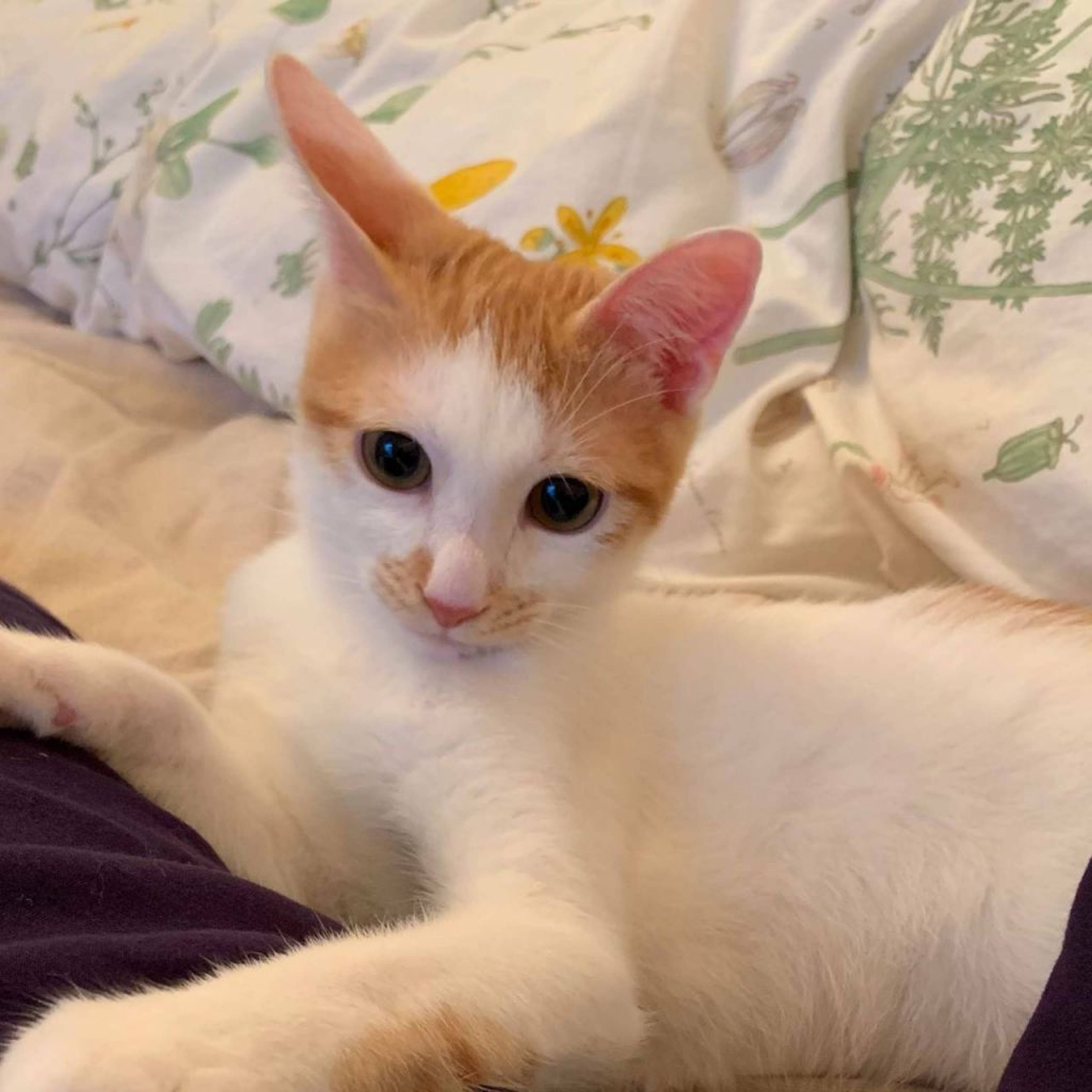 雑種（ミックス猫）・オスの里親募集の写真