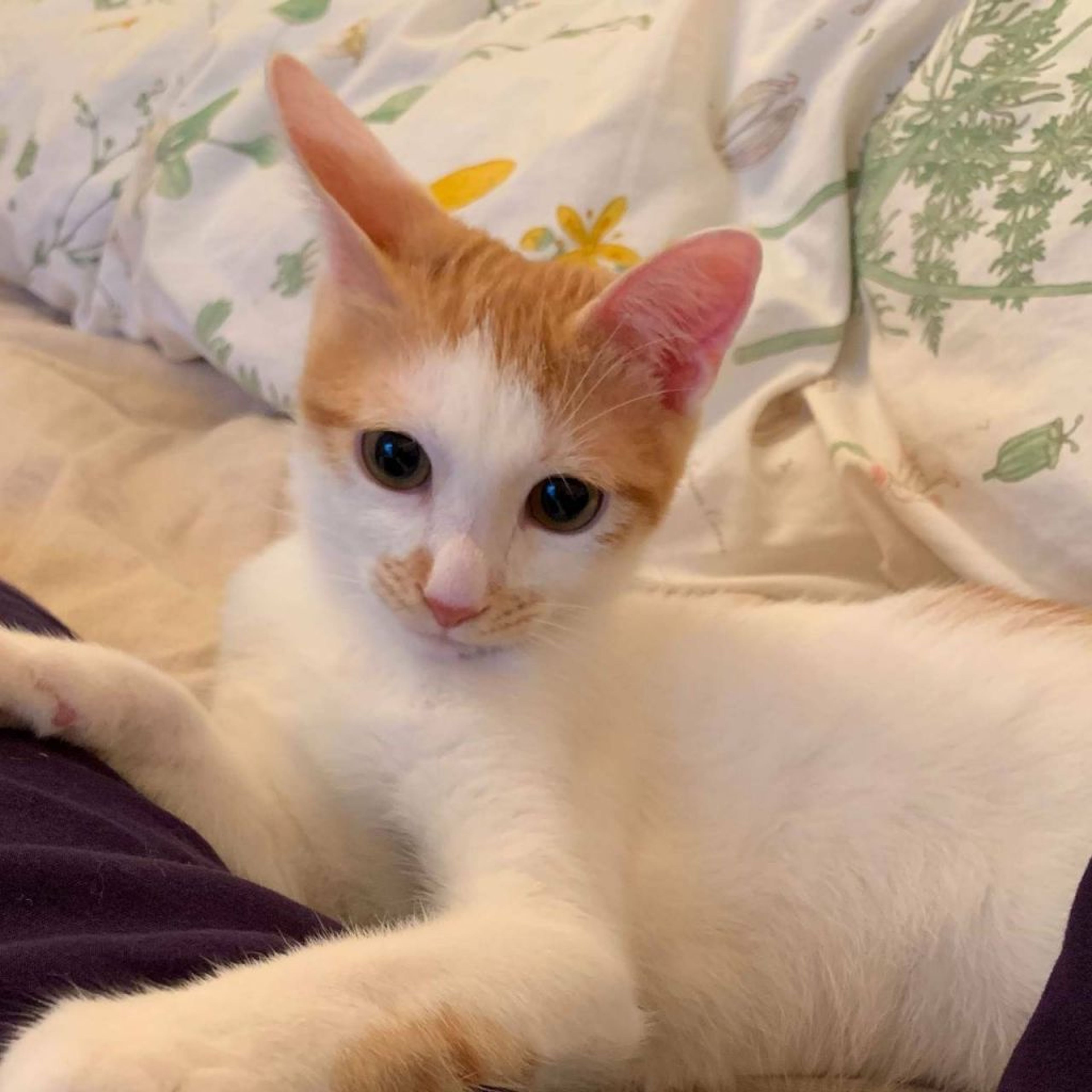 雑種（ミックス猫）・オスの里親募集の写真