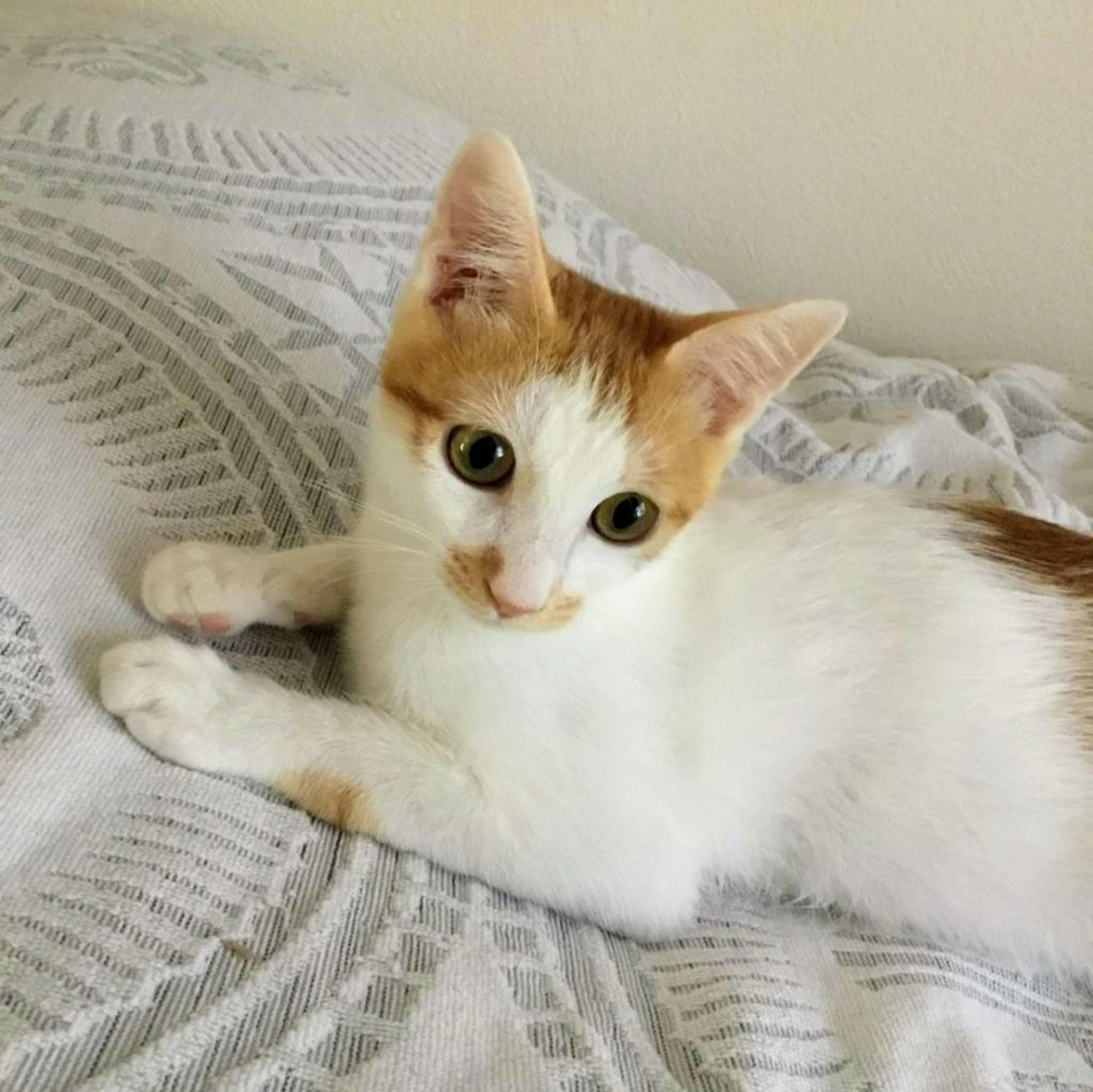 pet-image-3