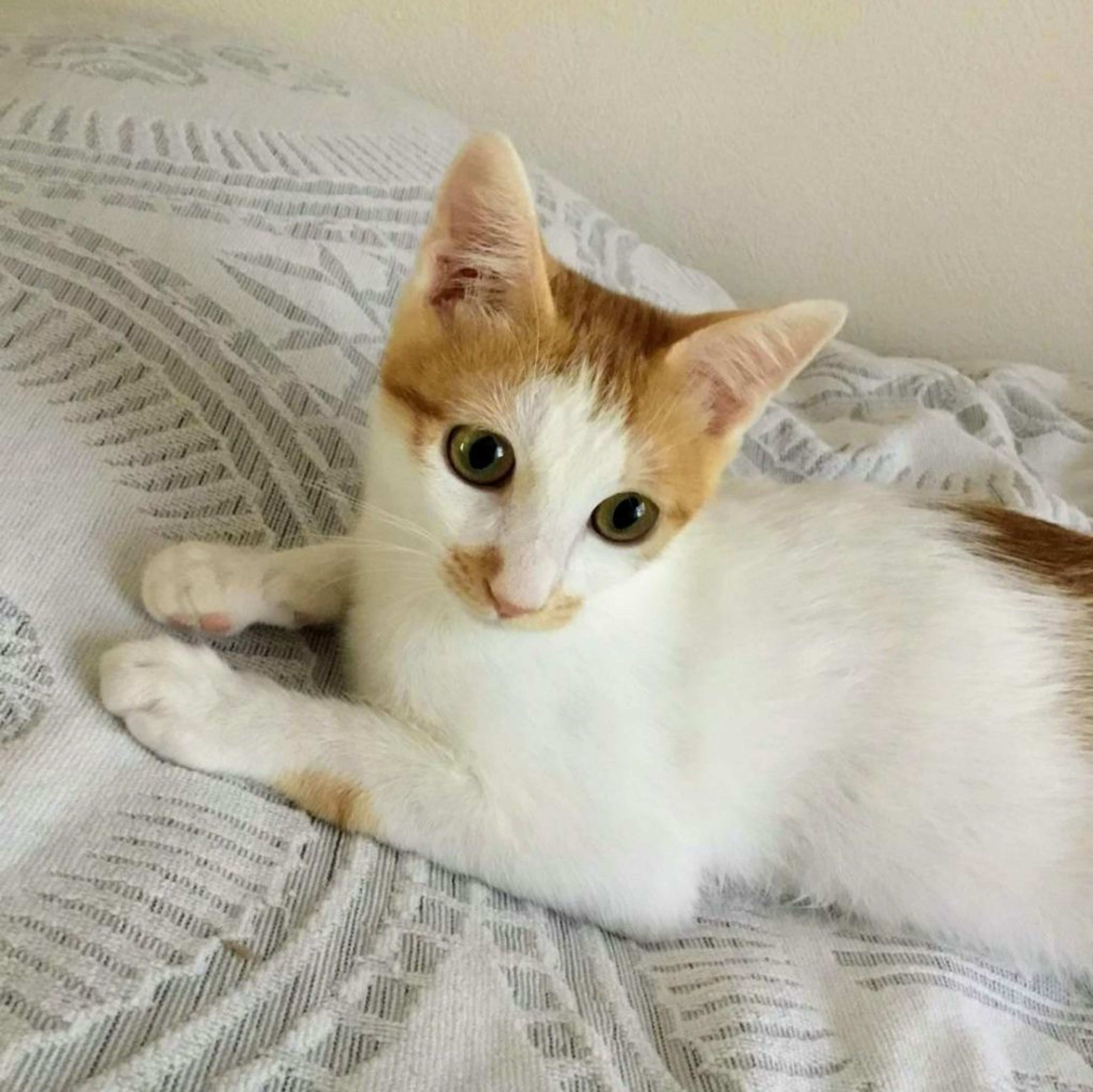 pet-image-3