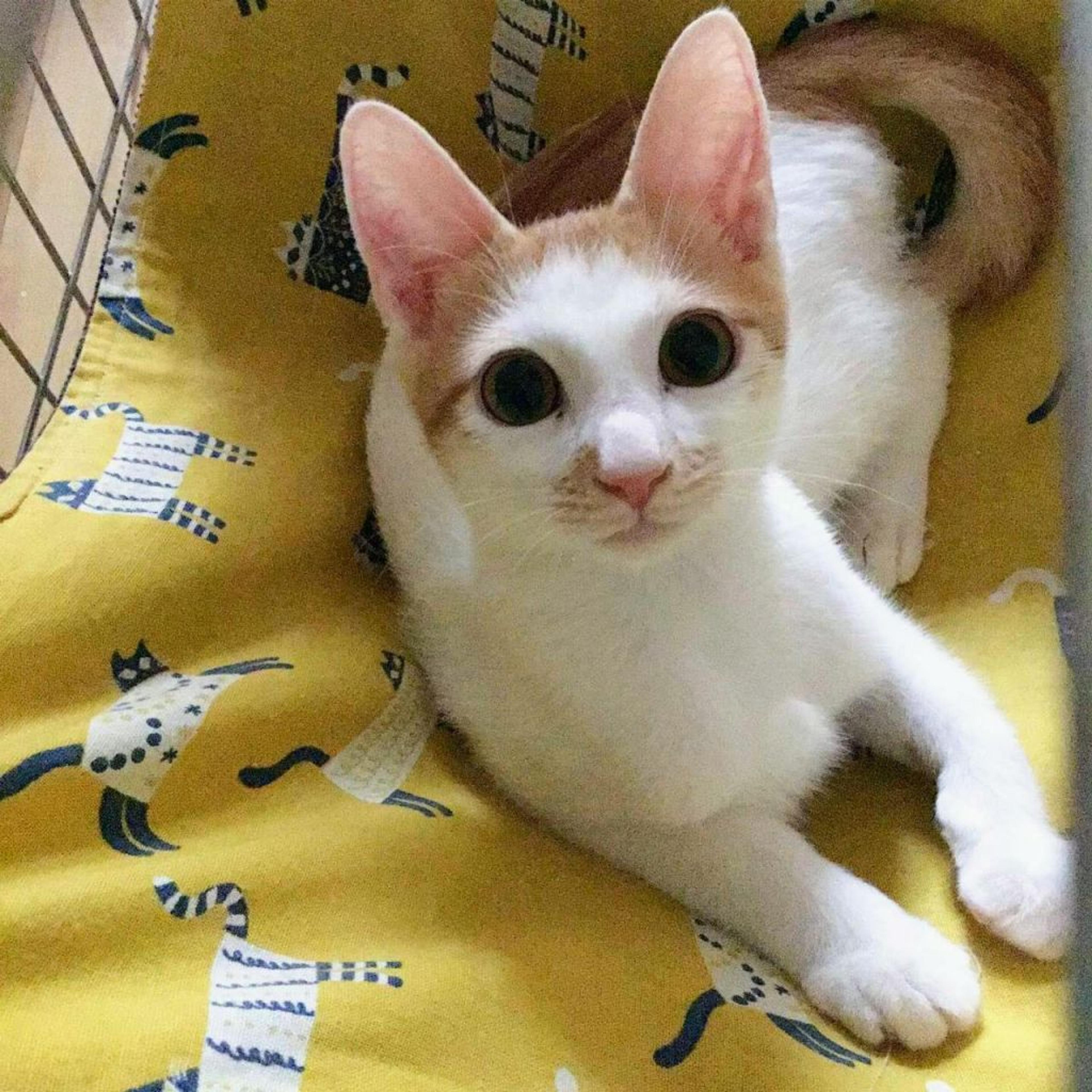 pet-image-4