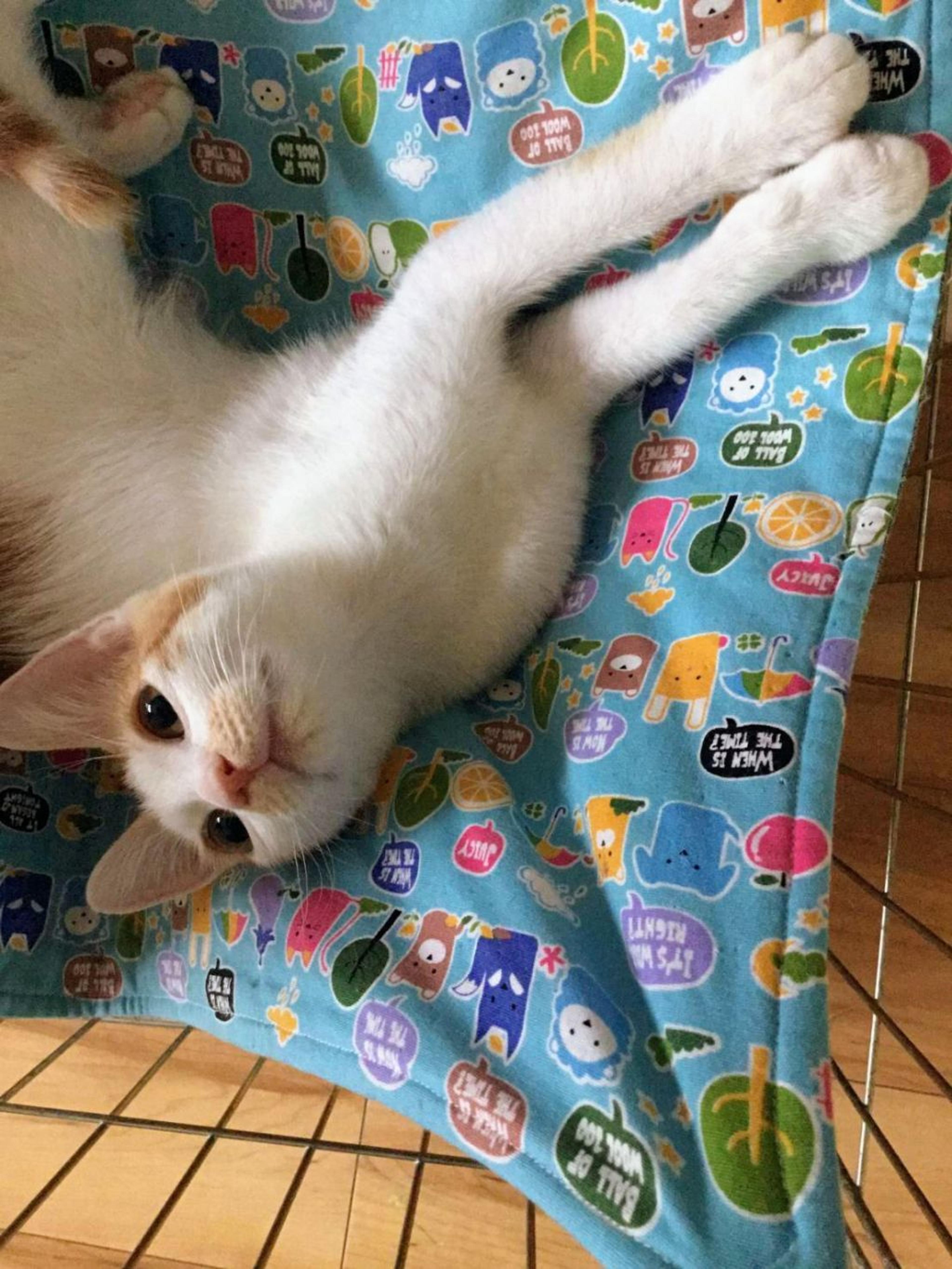 pet-image-6