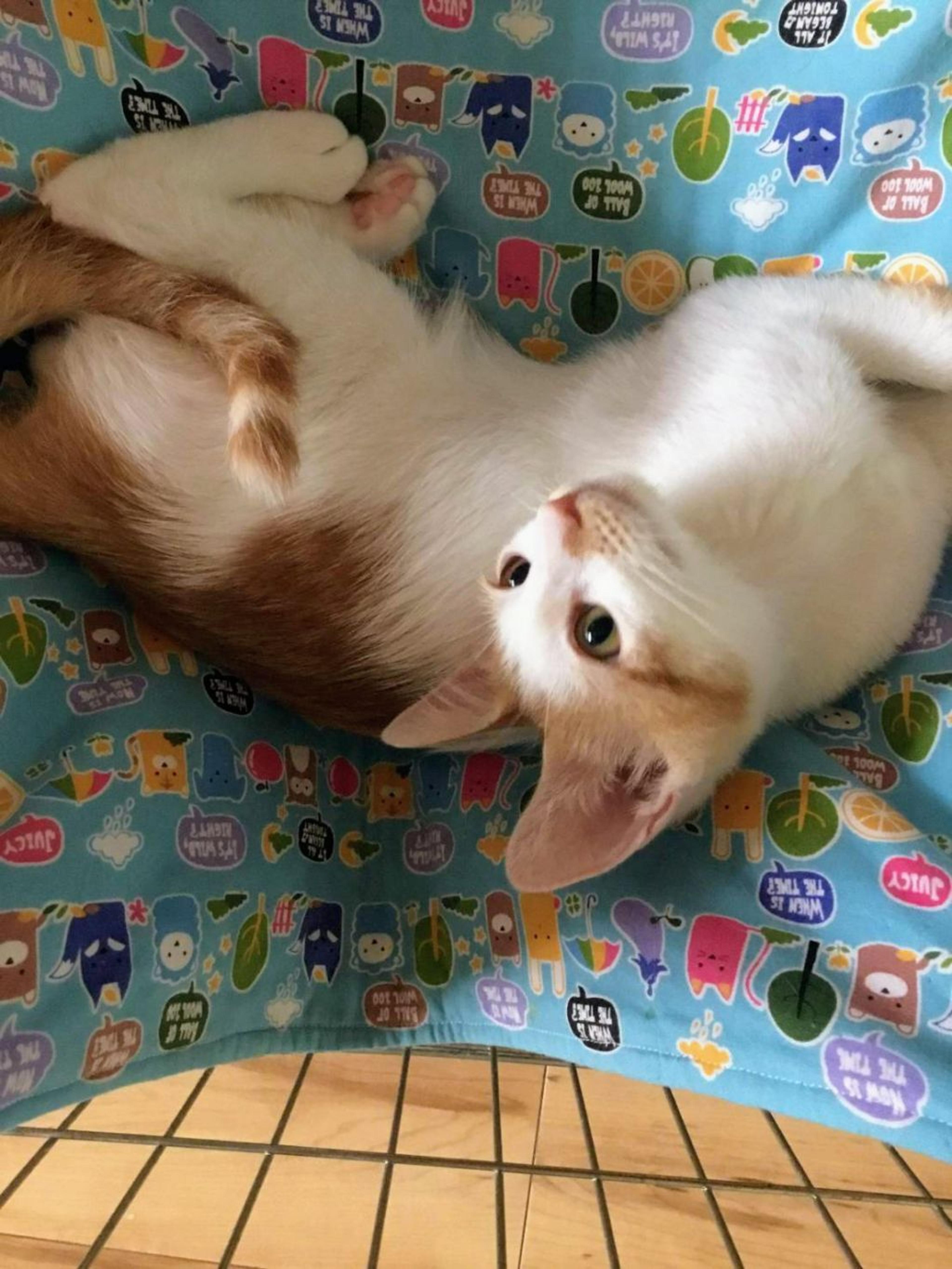 pet-image-7