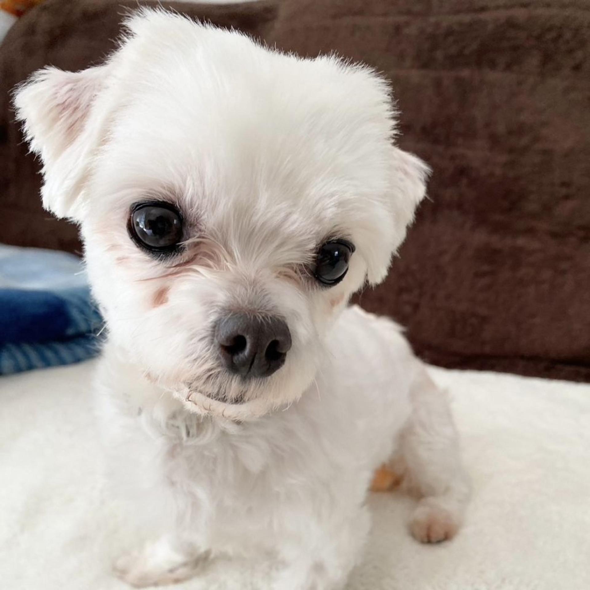 pet-image-2