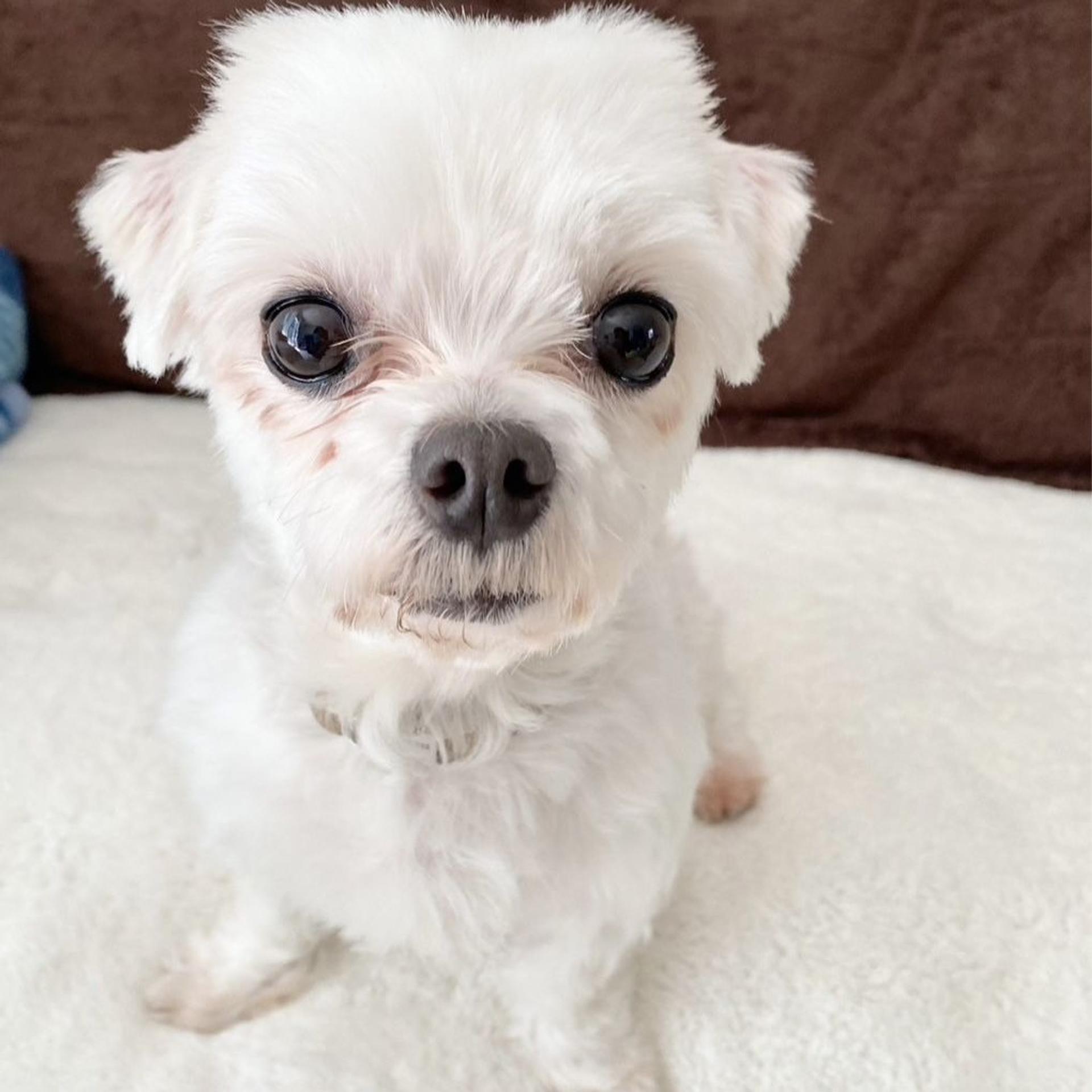 pet-image-6