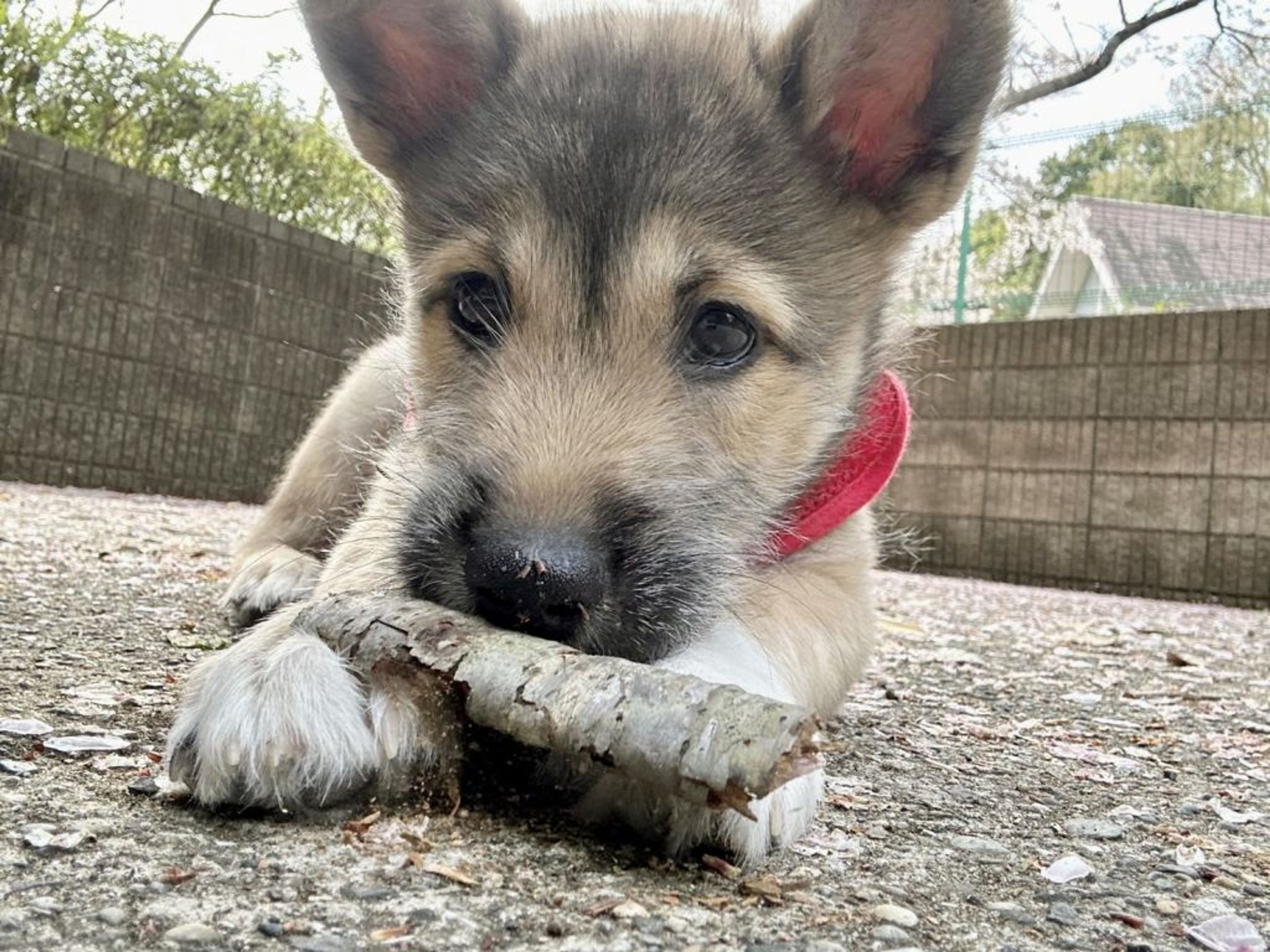 雑種（ミックス犬）・メスの里親募集の写真