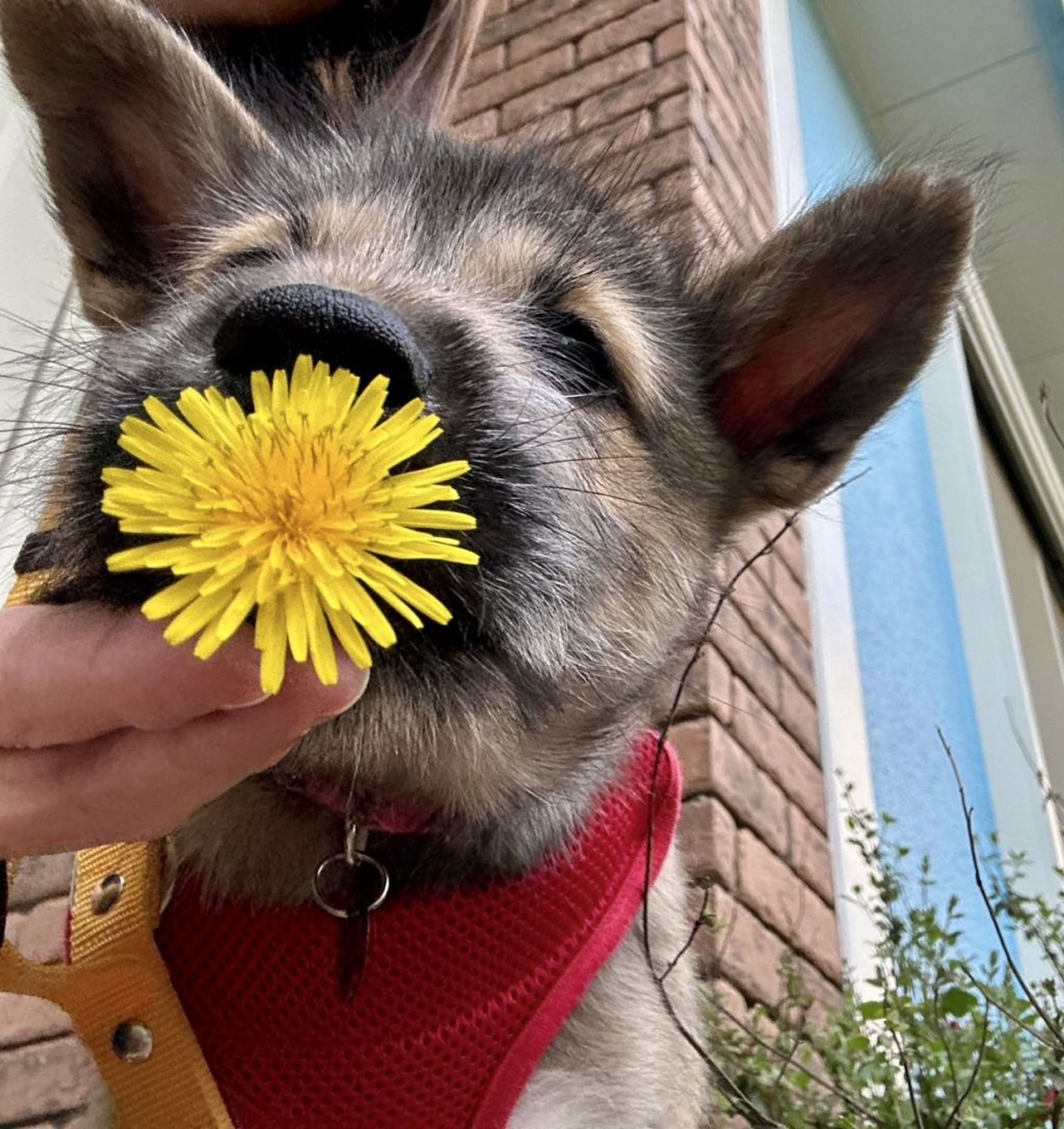 pet-image-2
