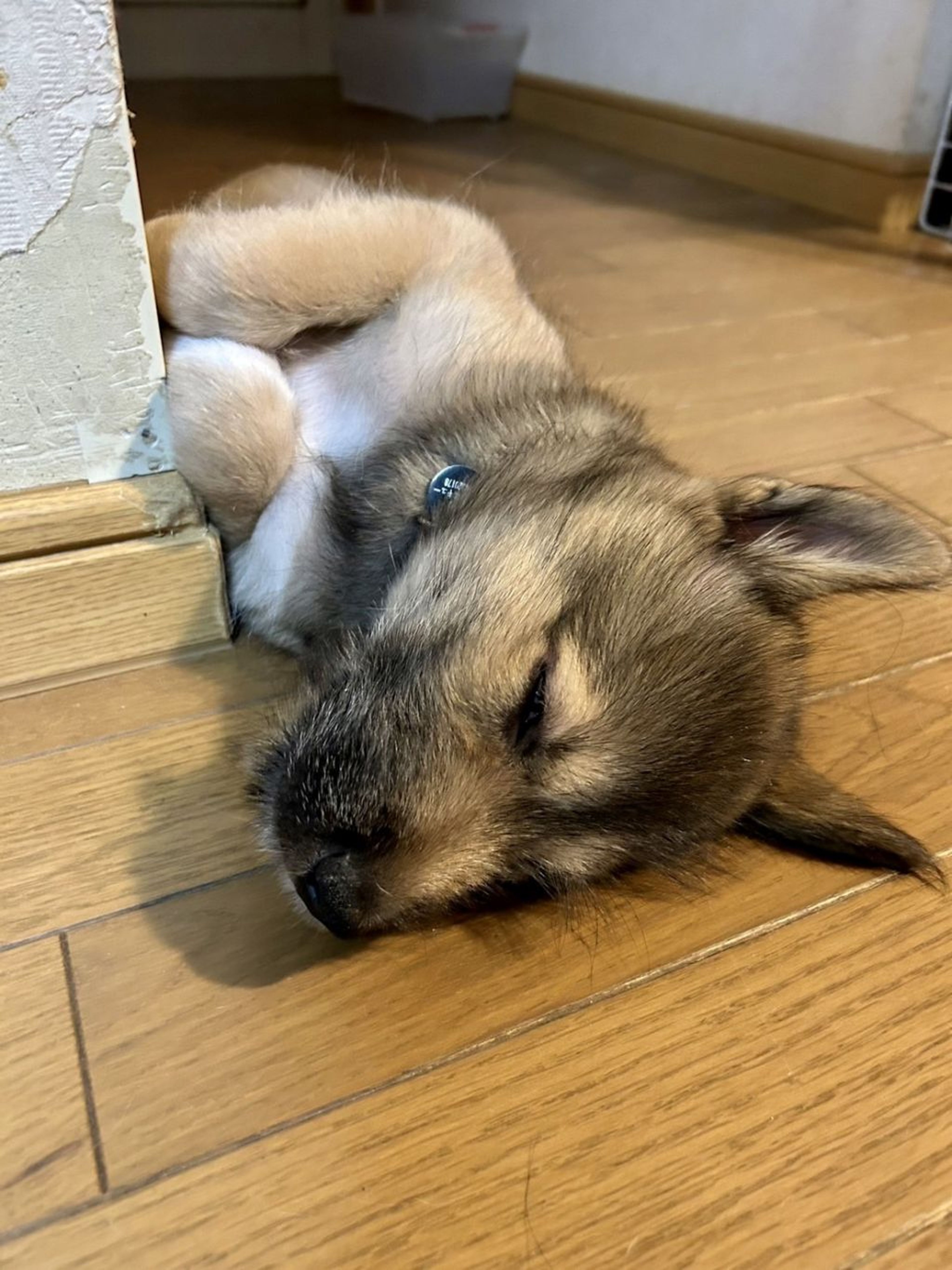 pet-image-7