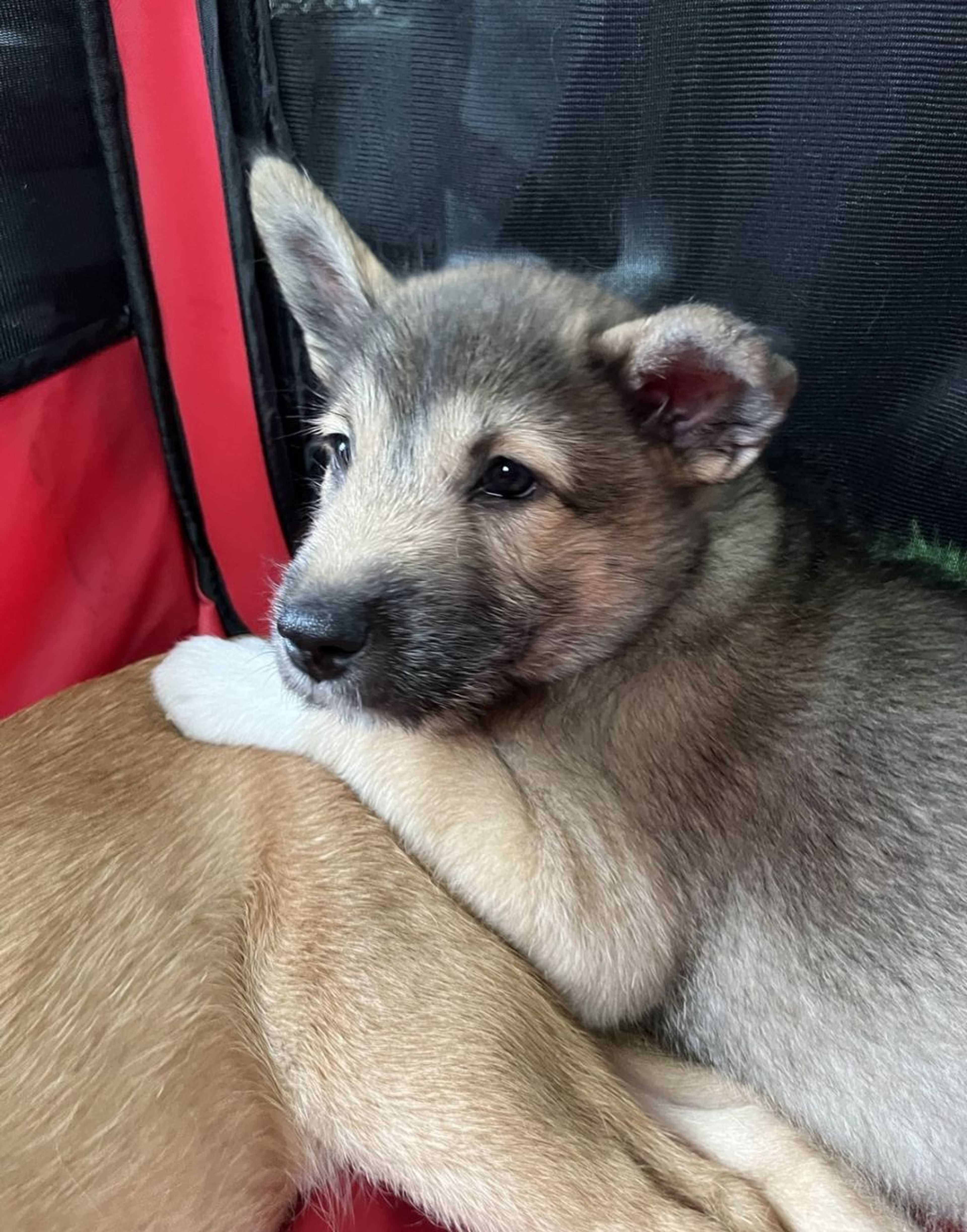 pet-image-8
