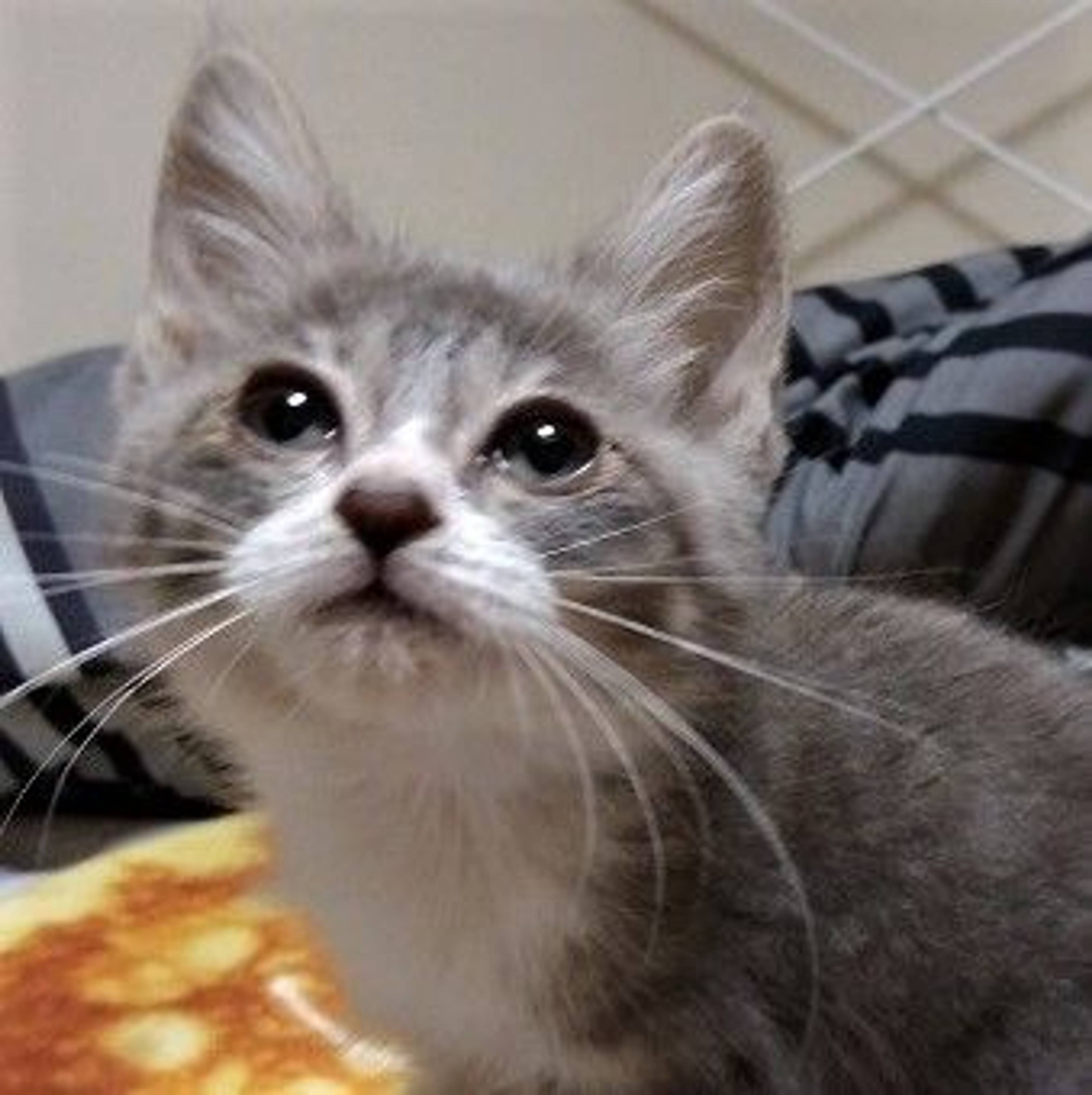 雑種（ミックス猫）・メスの里親募集の写真