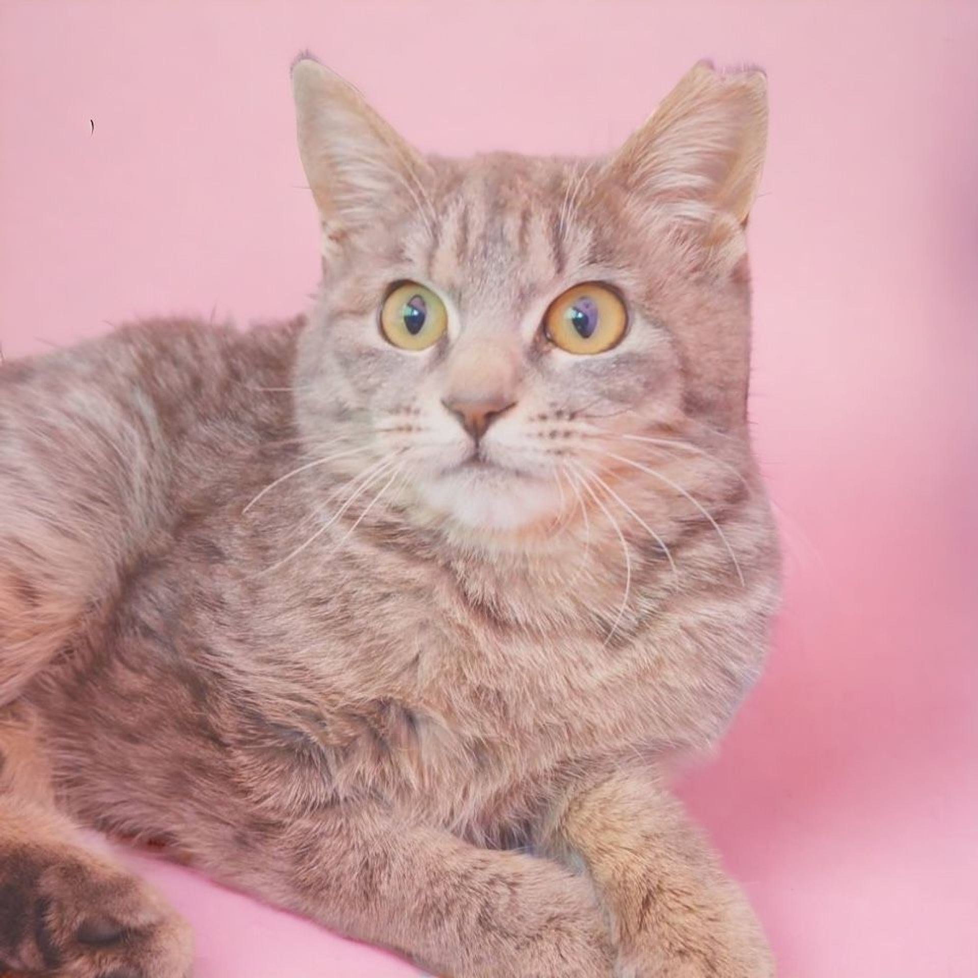 雑種（ミックス猫）・メスの里親募集の写真