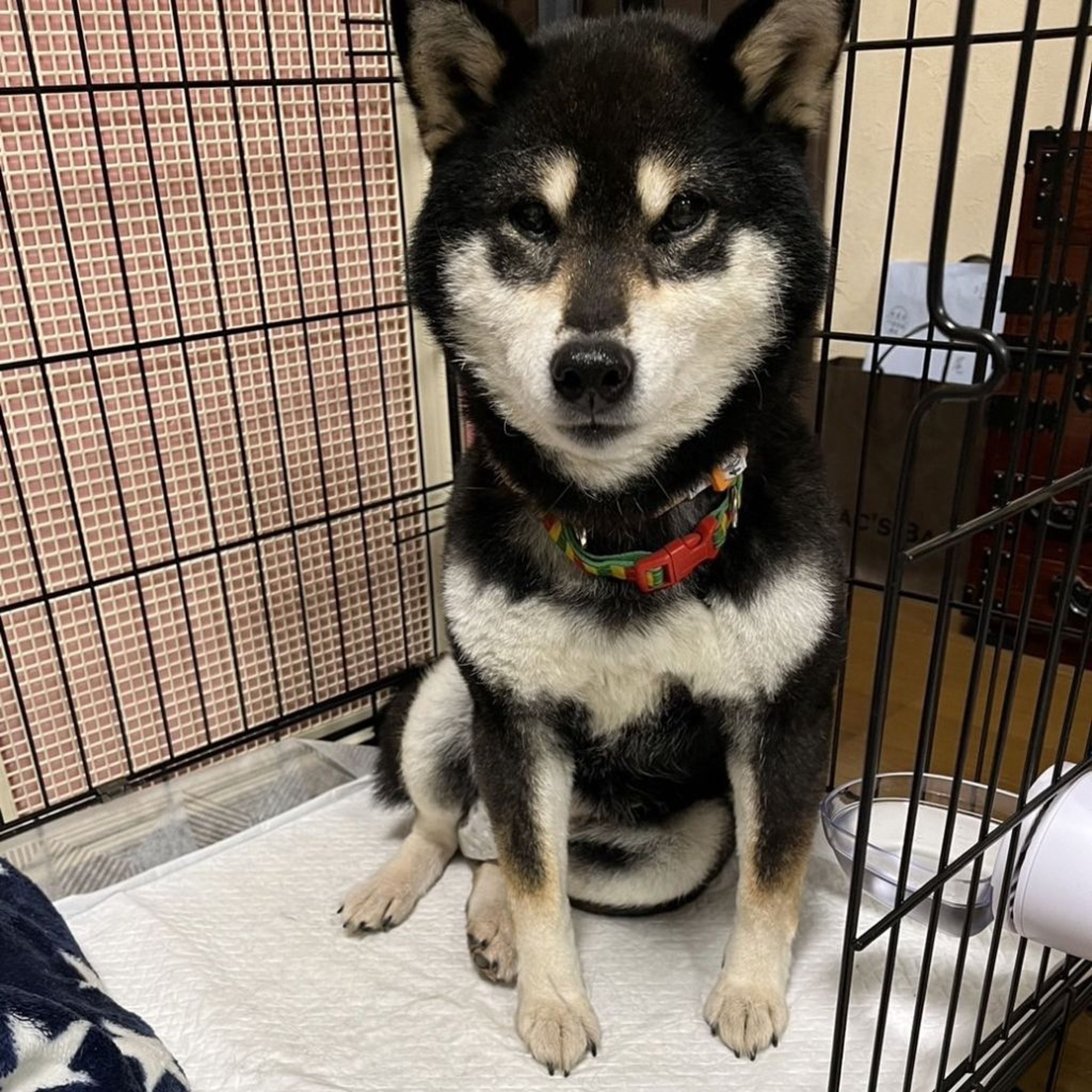 柴犬・メスの里親募集の写真