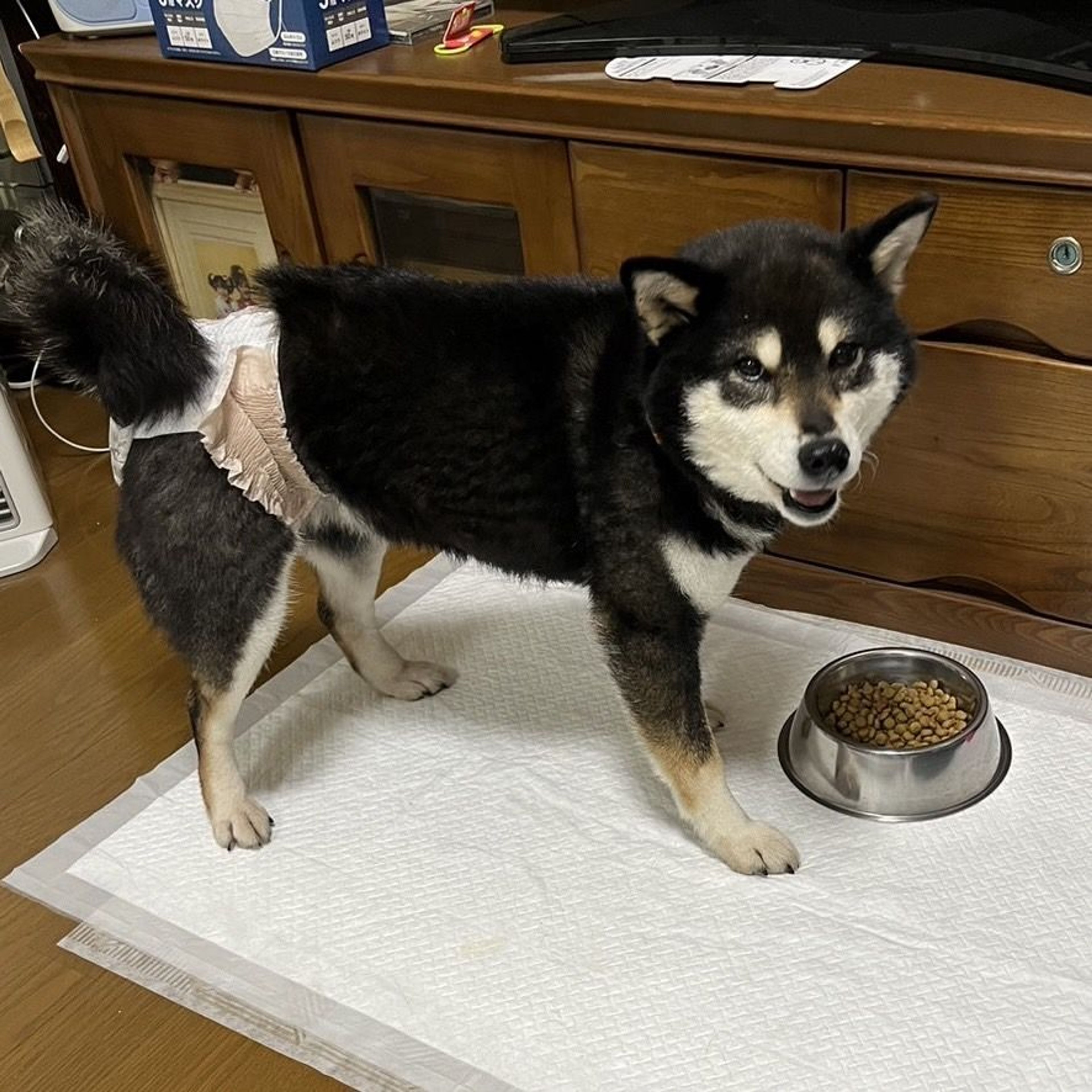 pet-image-4