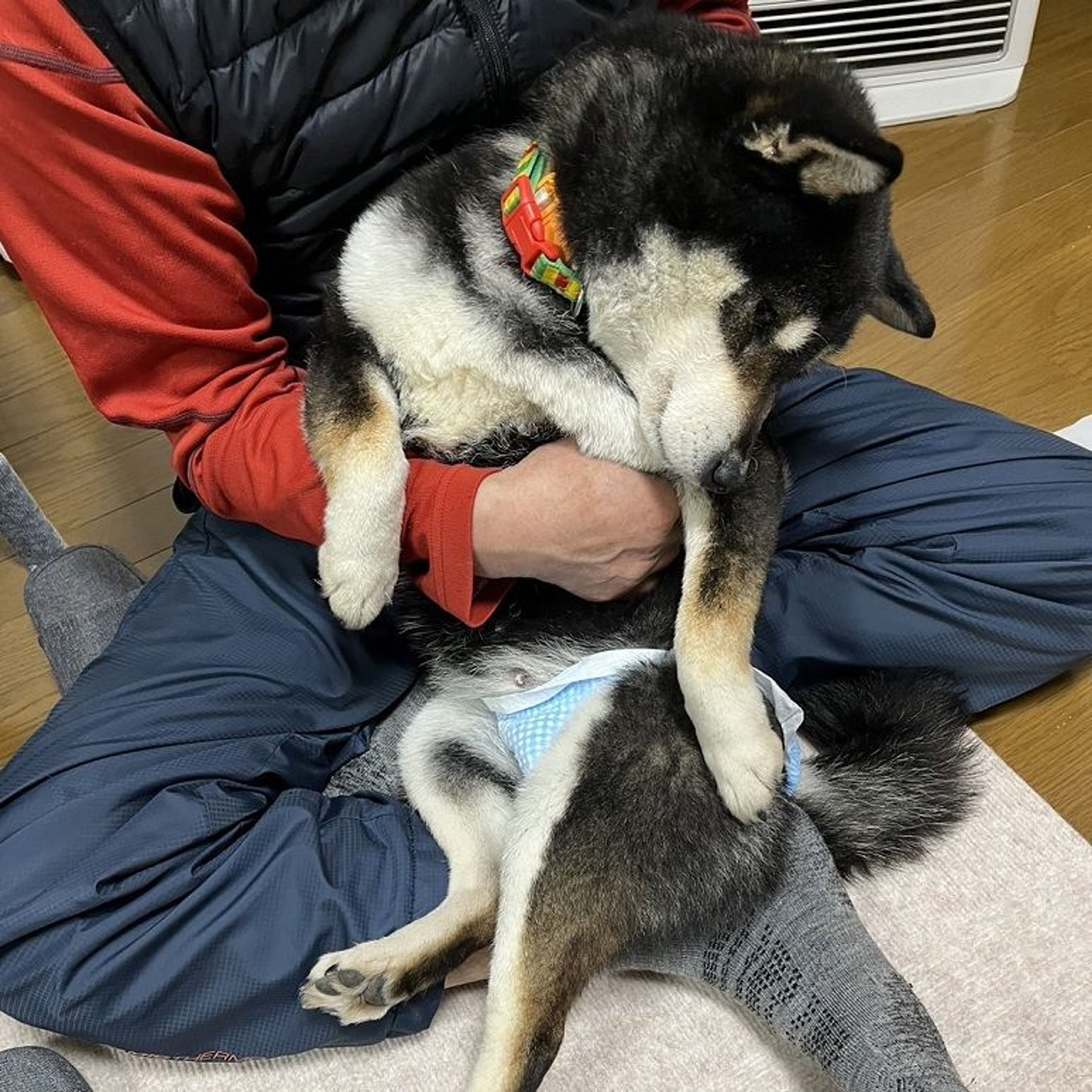 pet-image-5