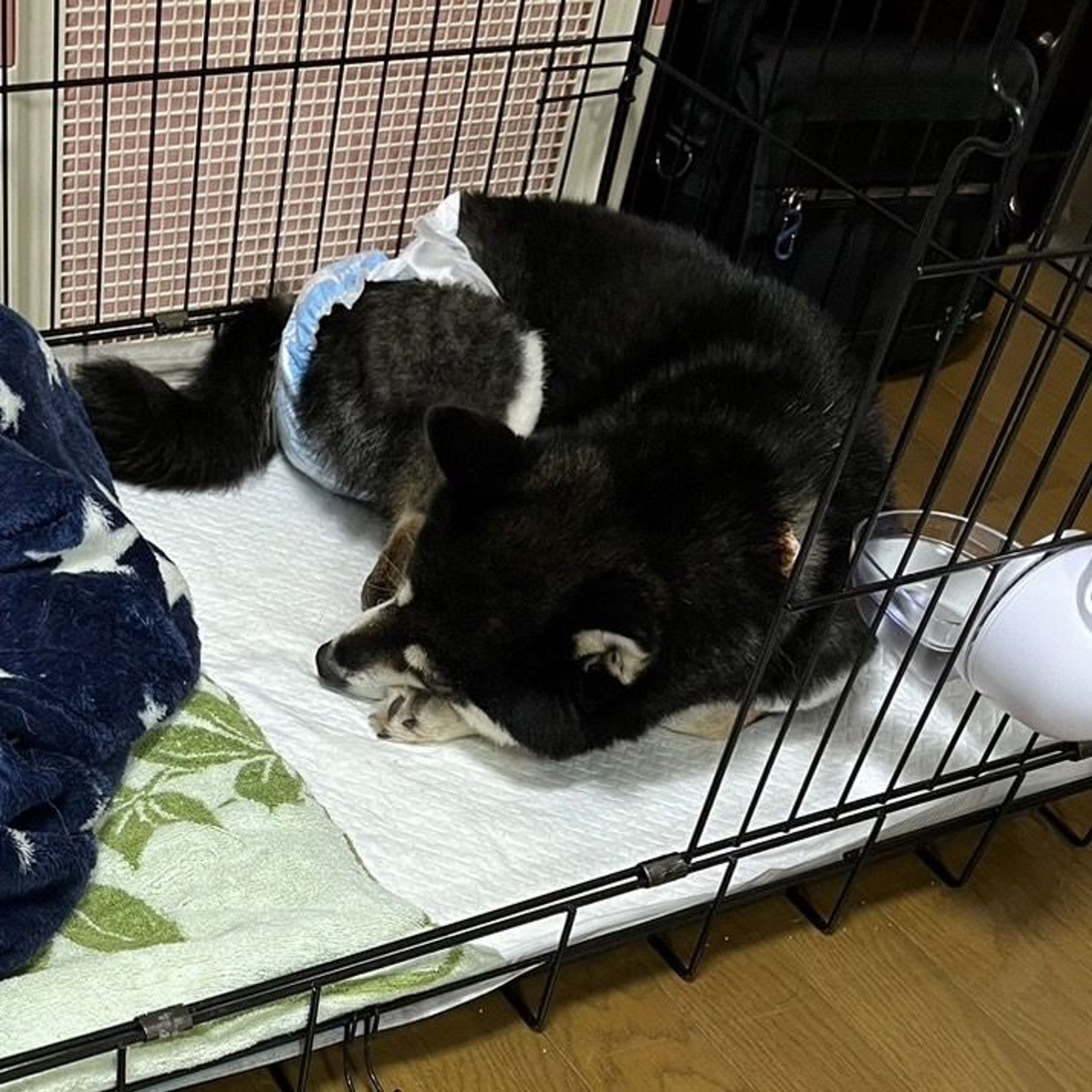 柴犬・メスの里親募集の写真