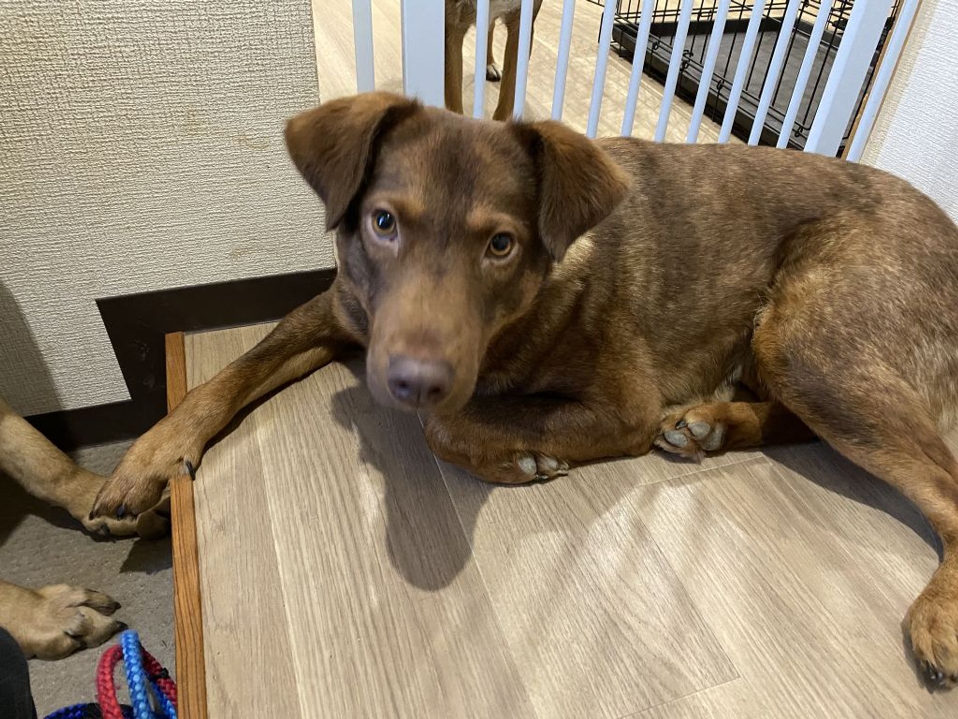雑種（ミックス犬）・メスの里親募集の写真