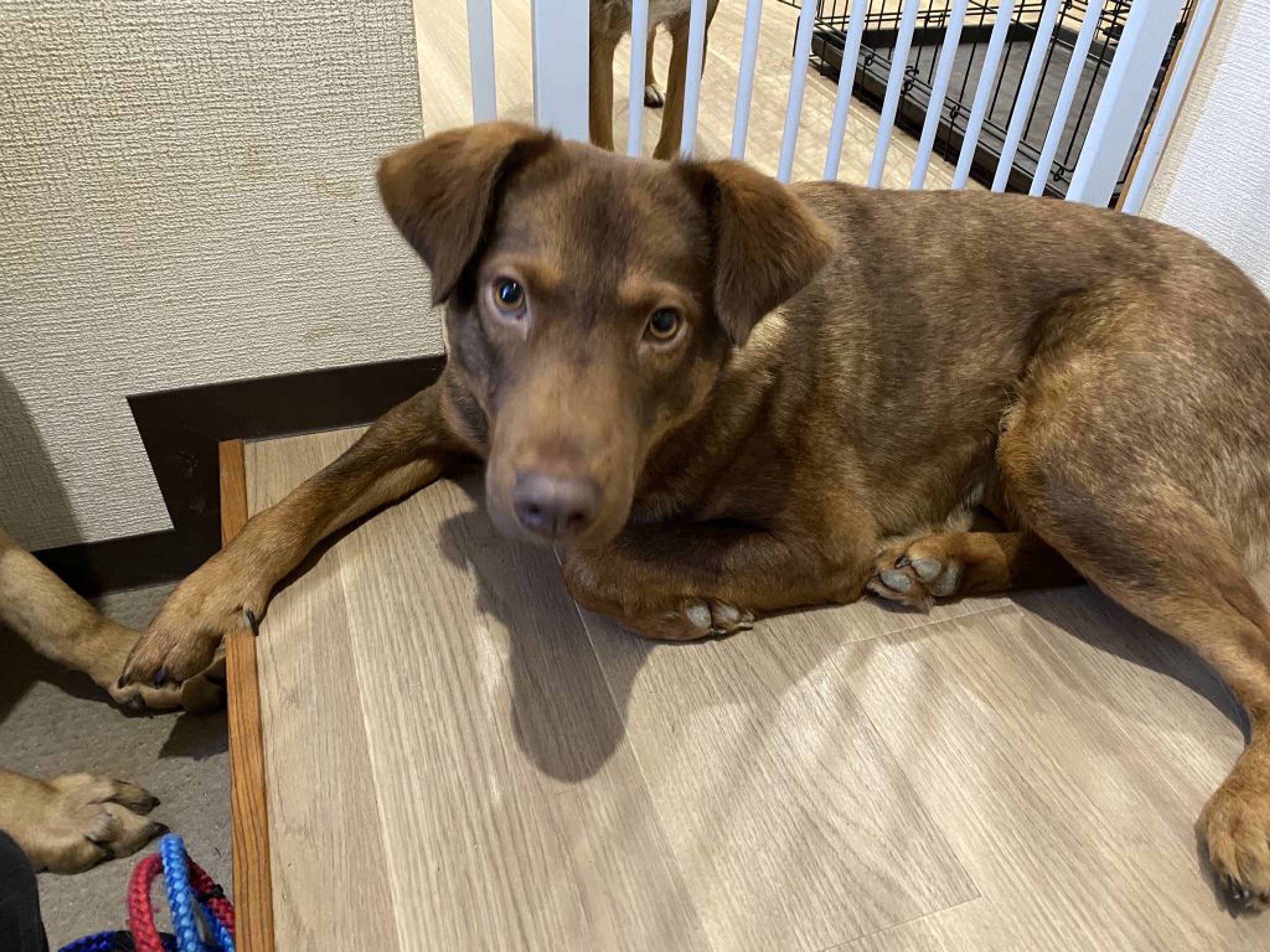 雑種（ミックス犬）・メスの里親募集の写真