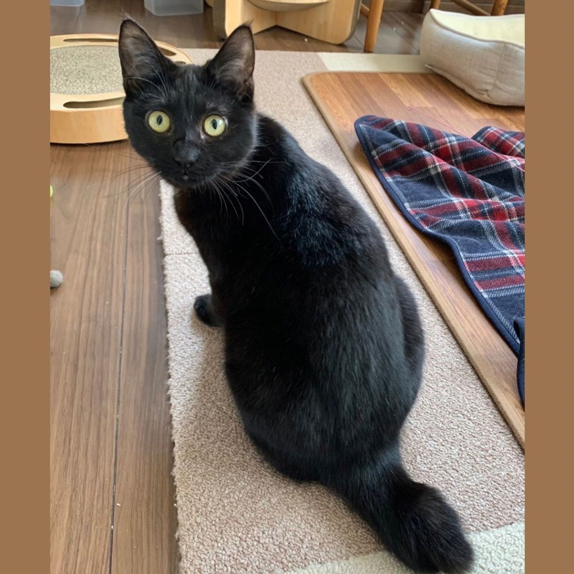 雑種（ミックス猫）・メスの里親募集の写真