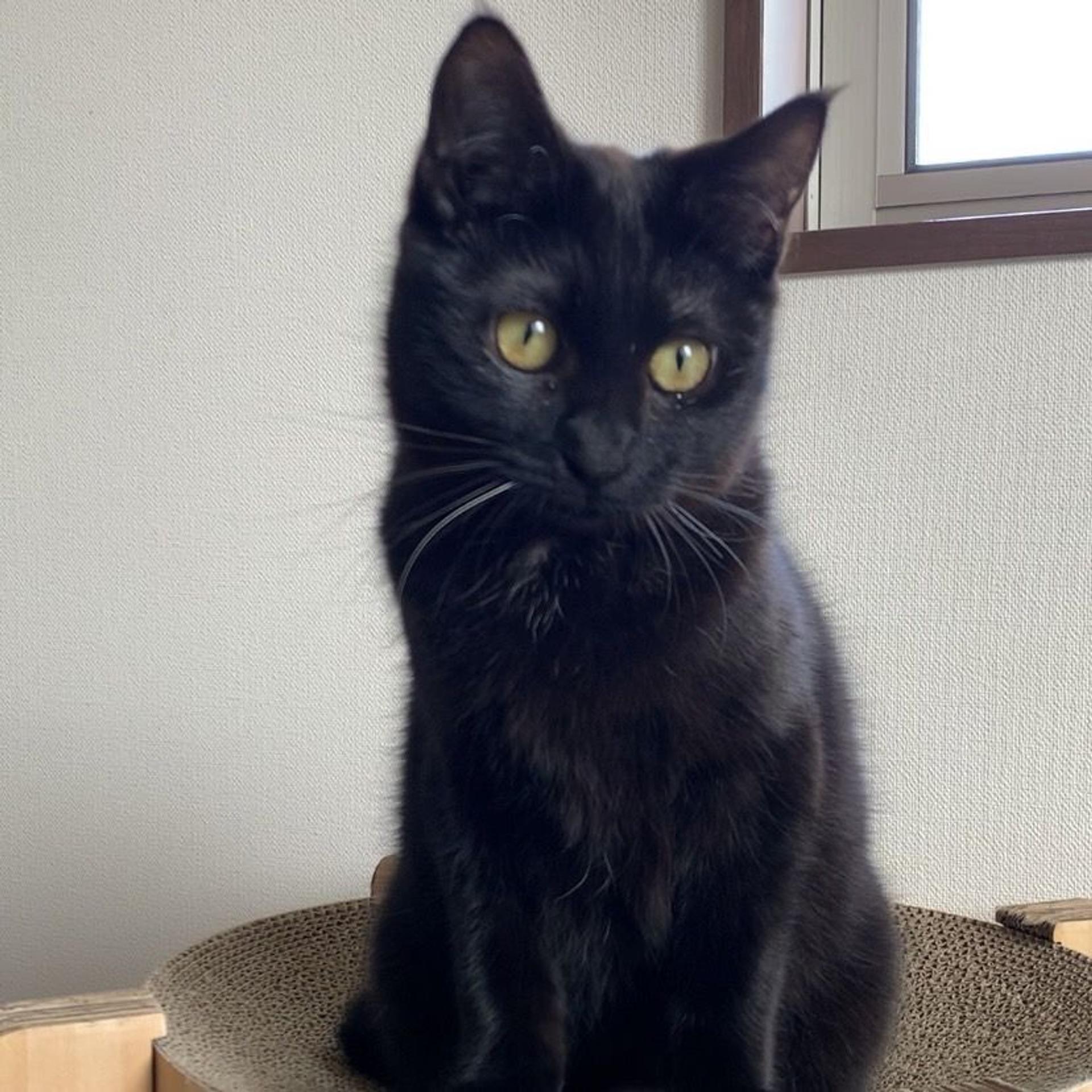 pet-image-2