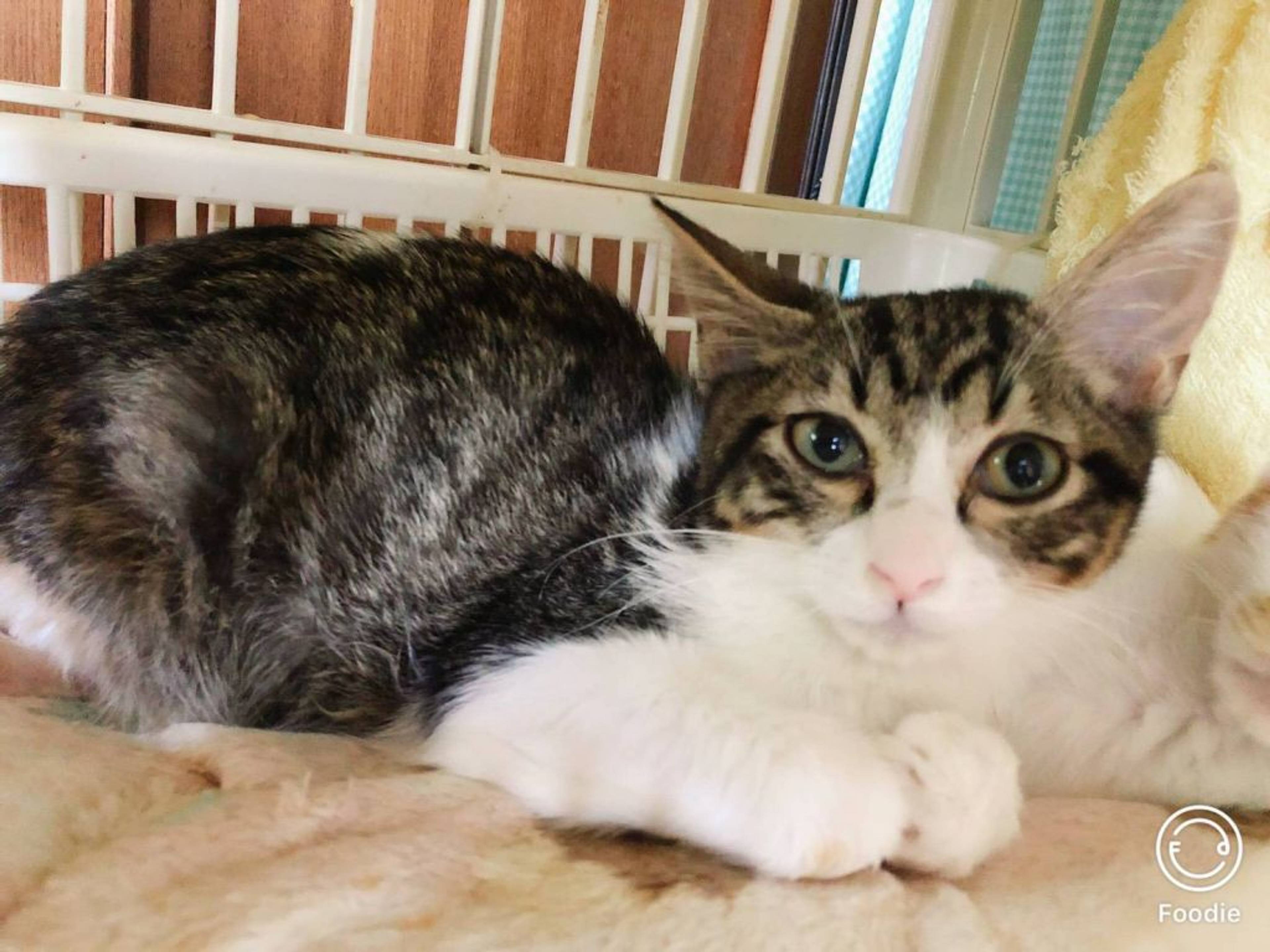 雑種（ミックス猫）・オスの里親募集の写真