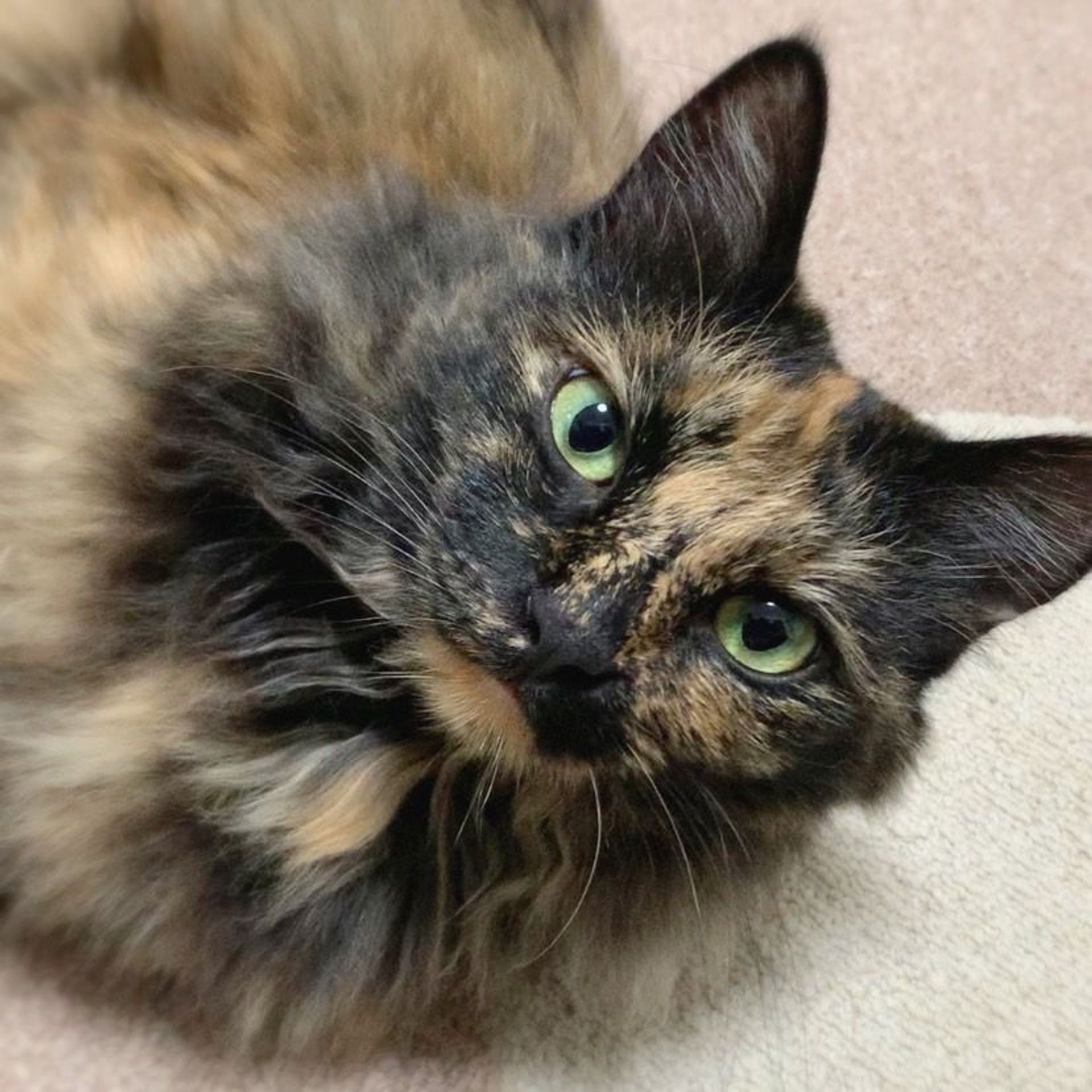 雑種（ミックス猫）・メスの里親募集の写真