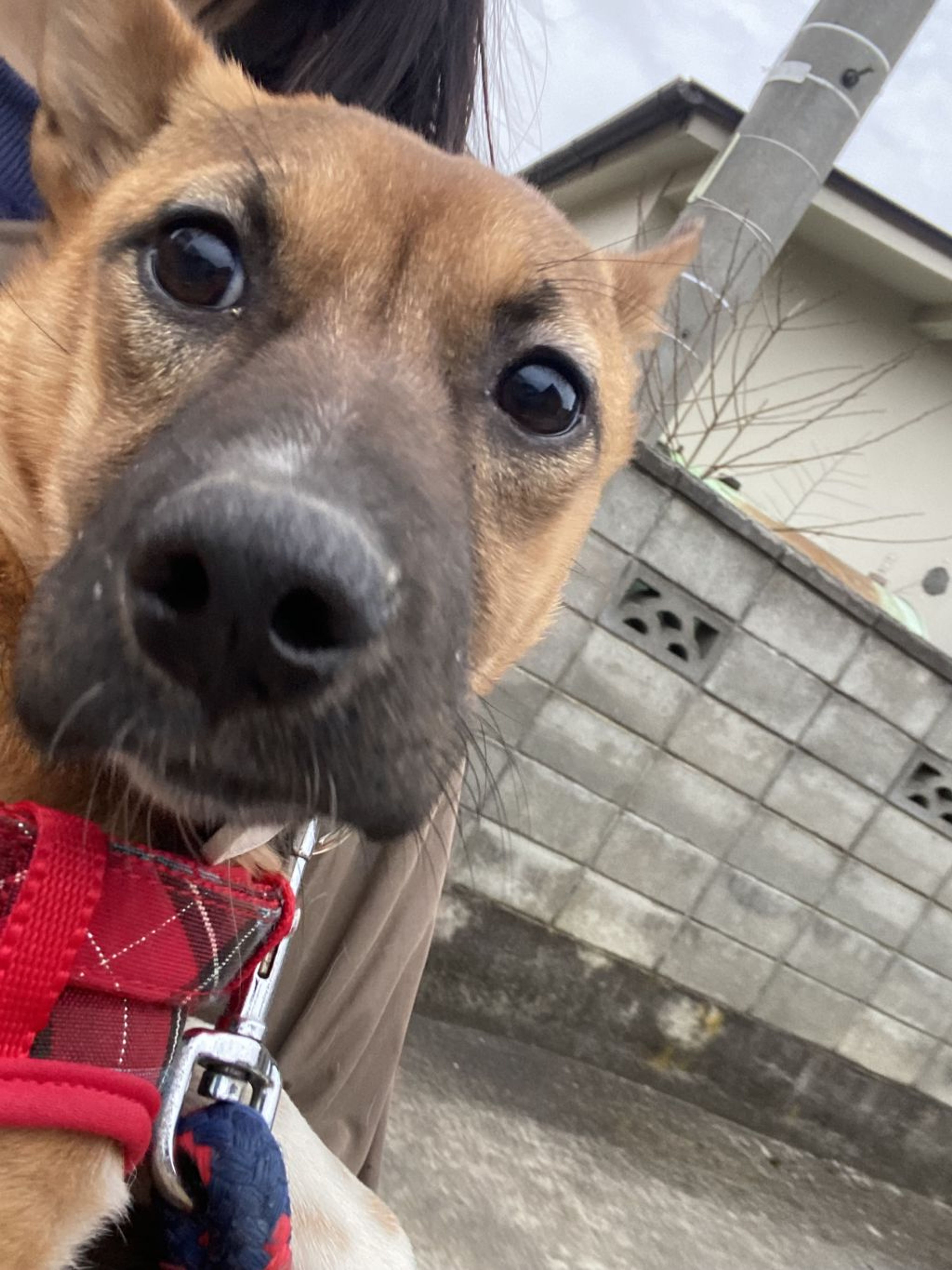 pet-image-2