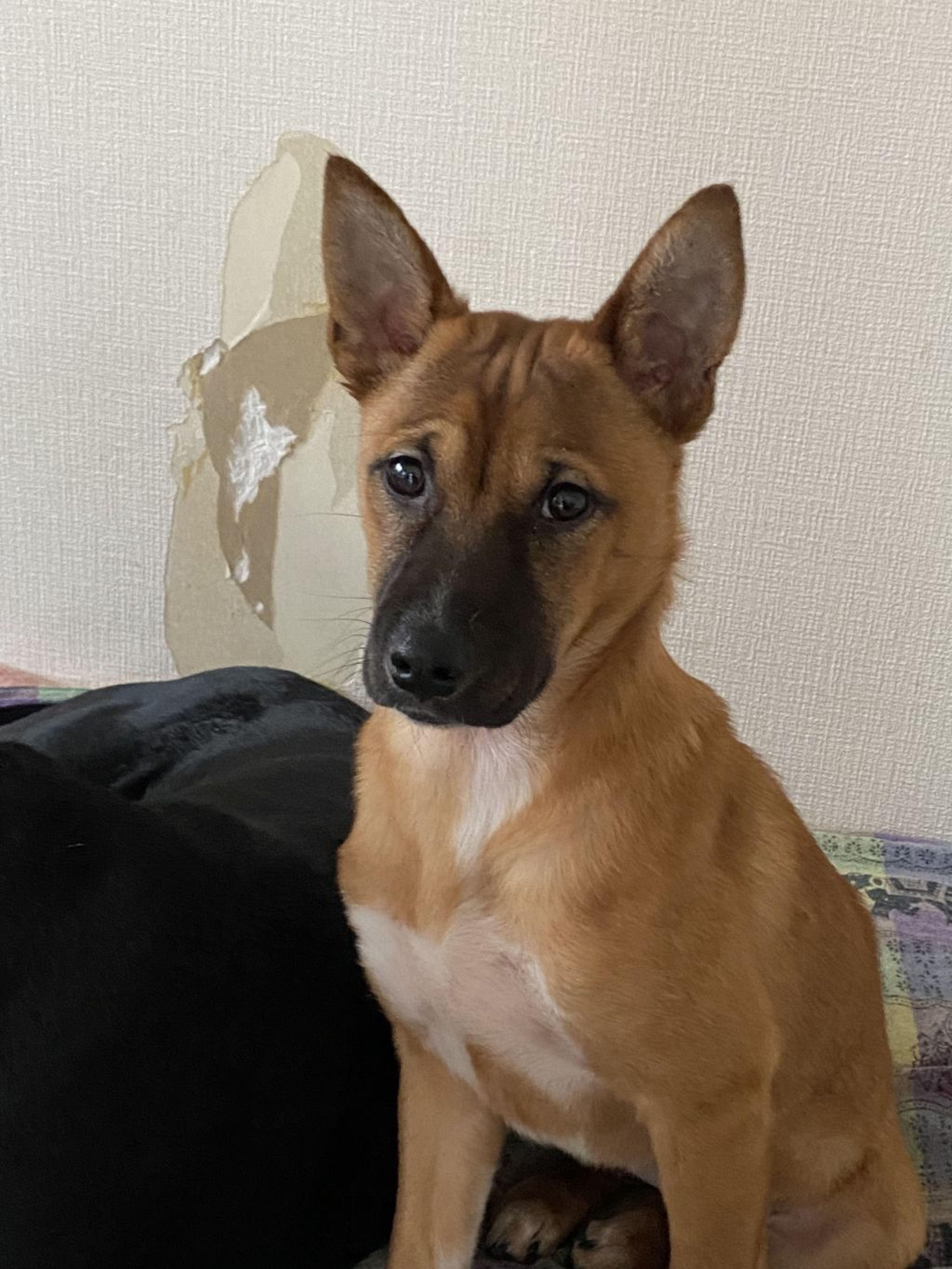pet-image-3
