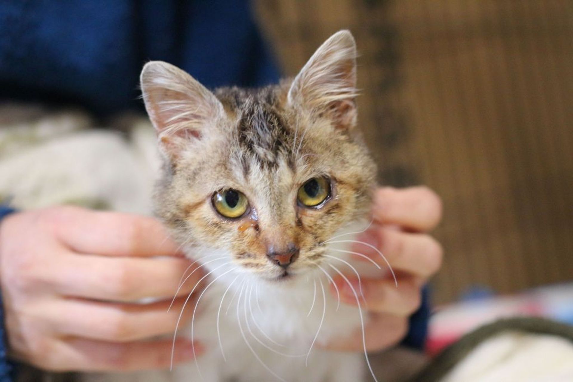 雑種（ミックス猫）・メスの里親募集の写真