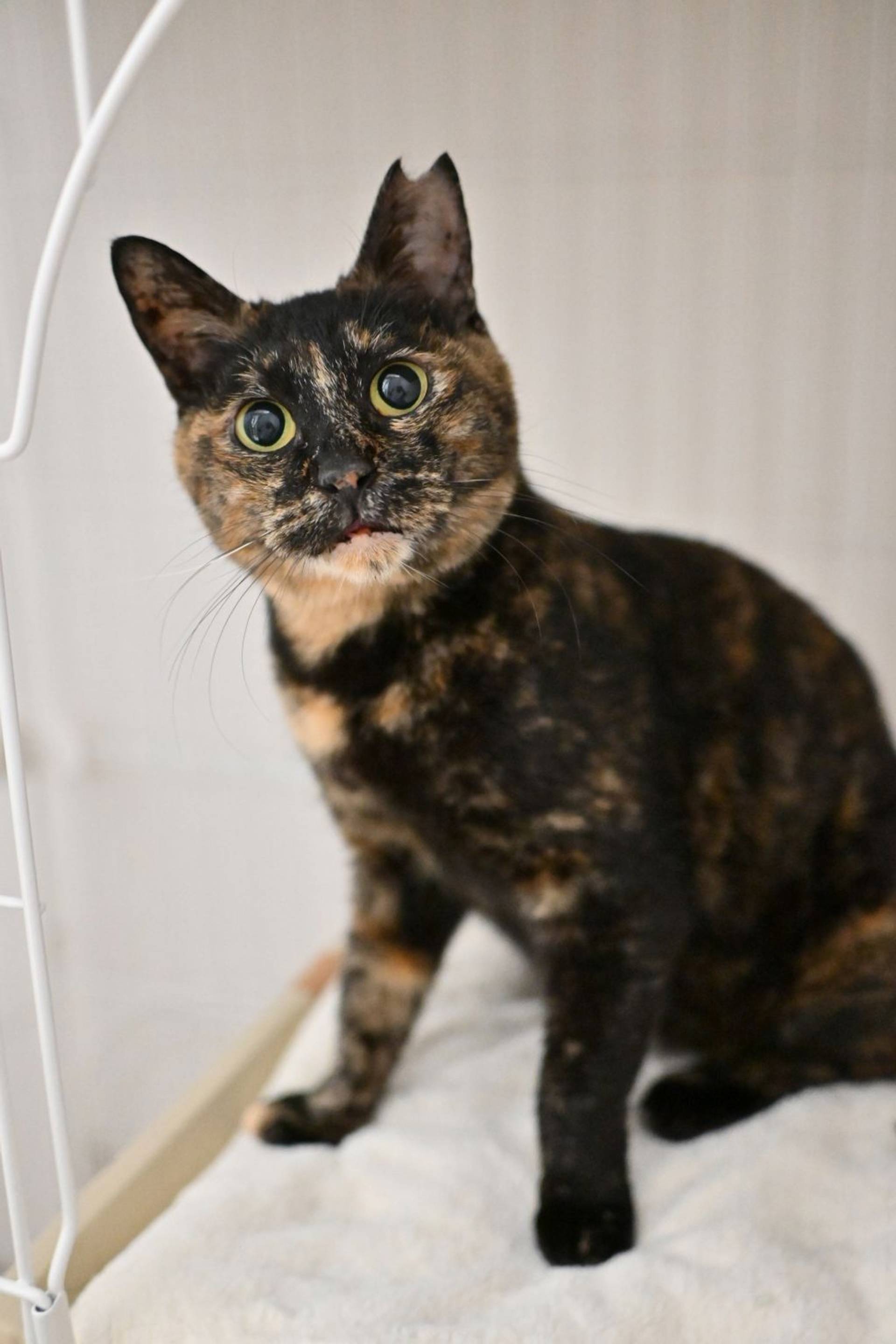 雑種（ミックス猫）・メスの里親募集の写真