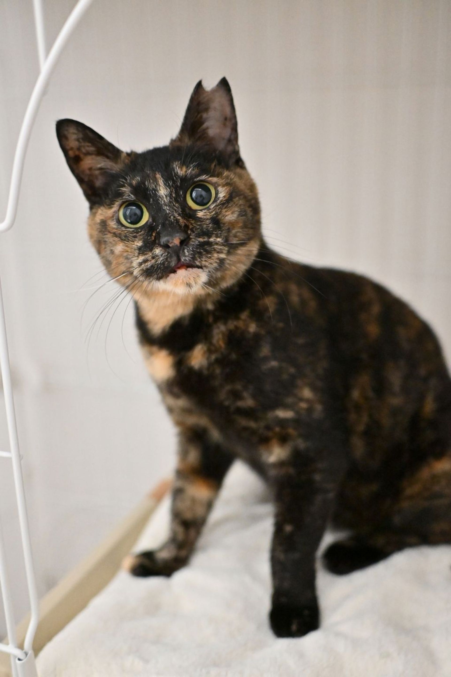 雑種（ミックス猫）・メスの里親募集の写真