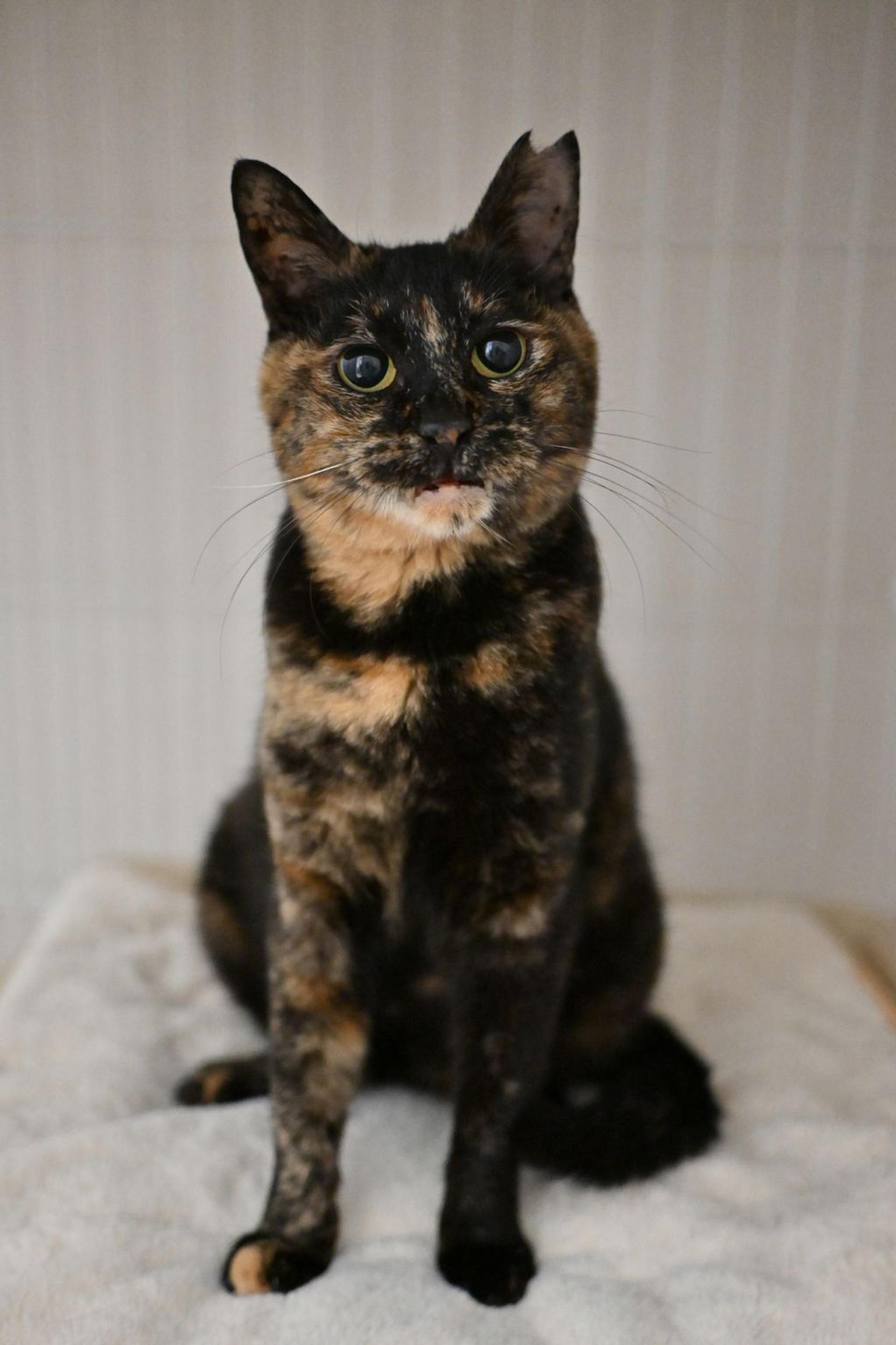 pet-image-5