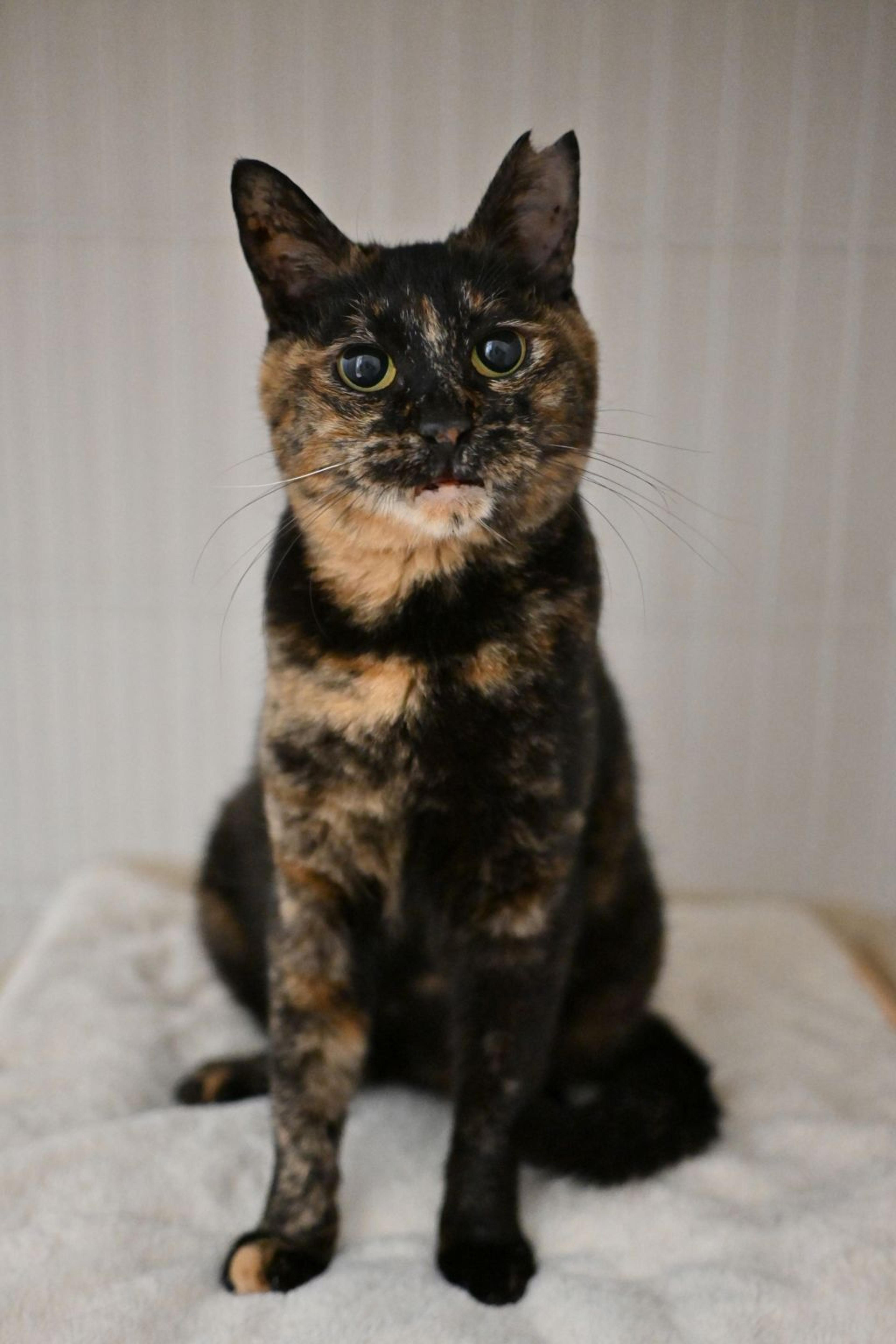 pet-image-5