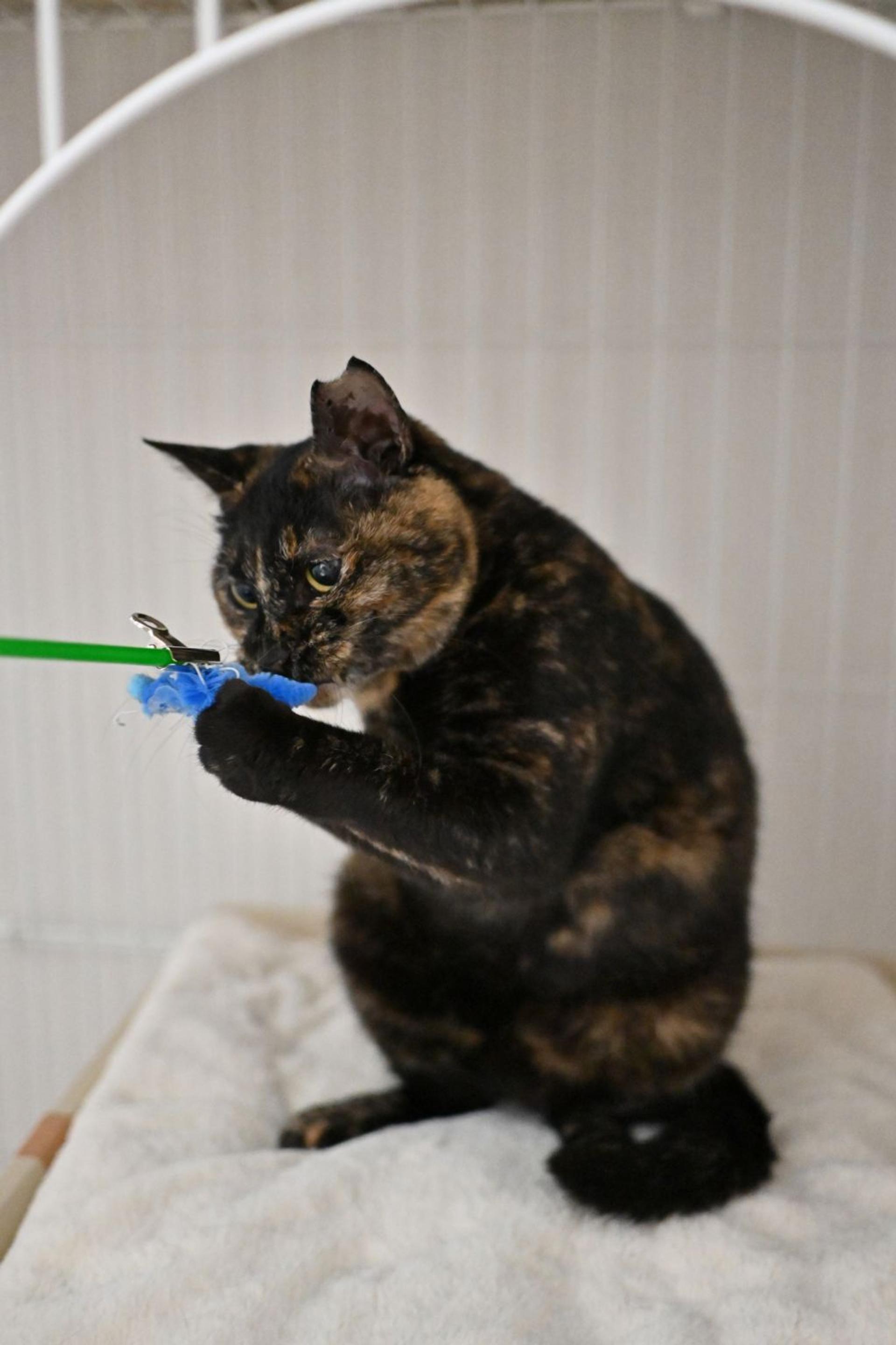 pet-image-6