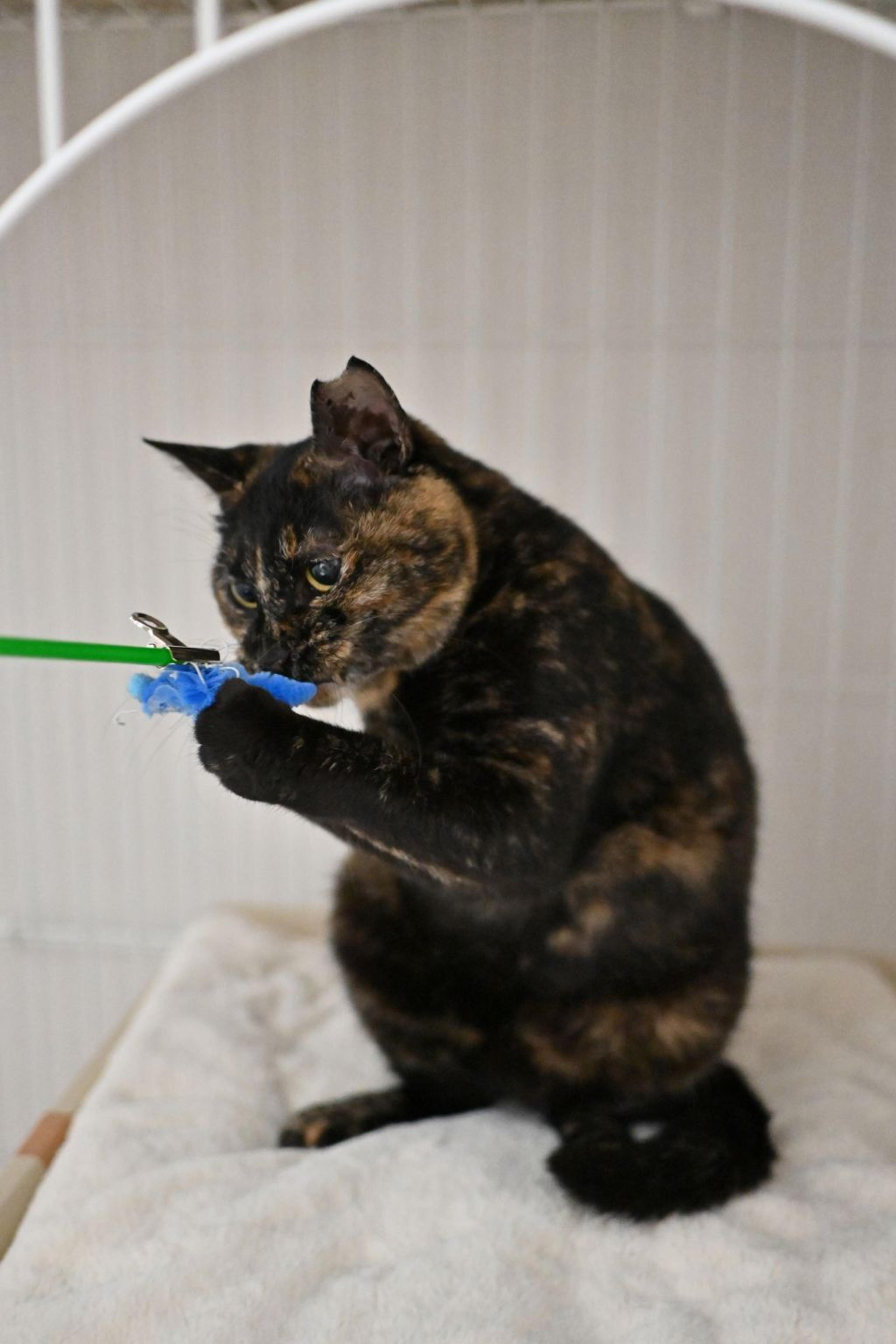 pet-image-6
