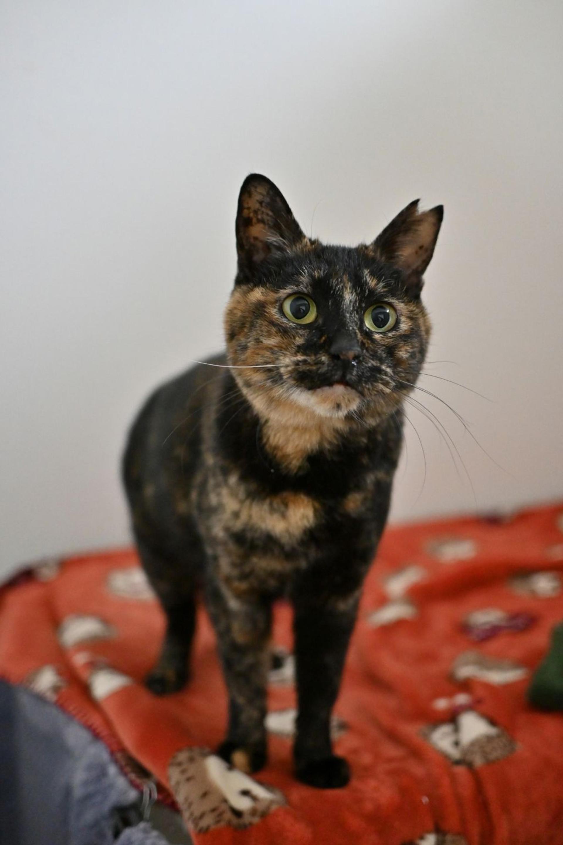 pet-image-7